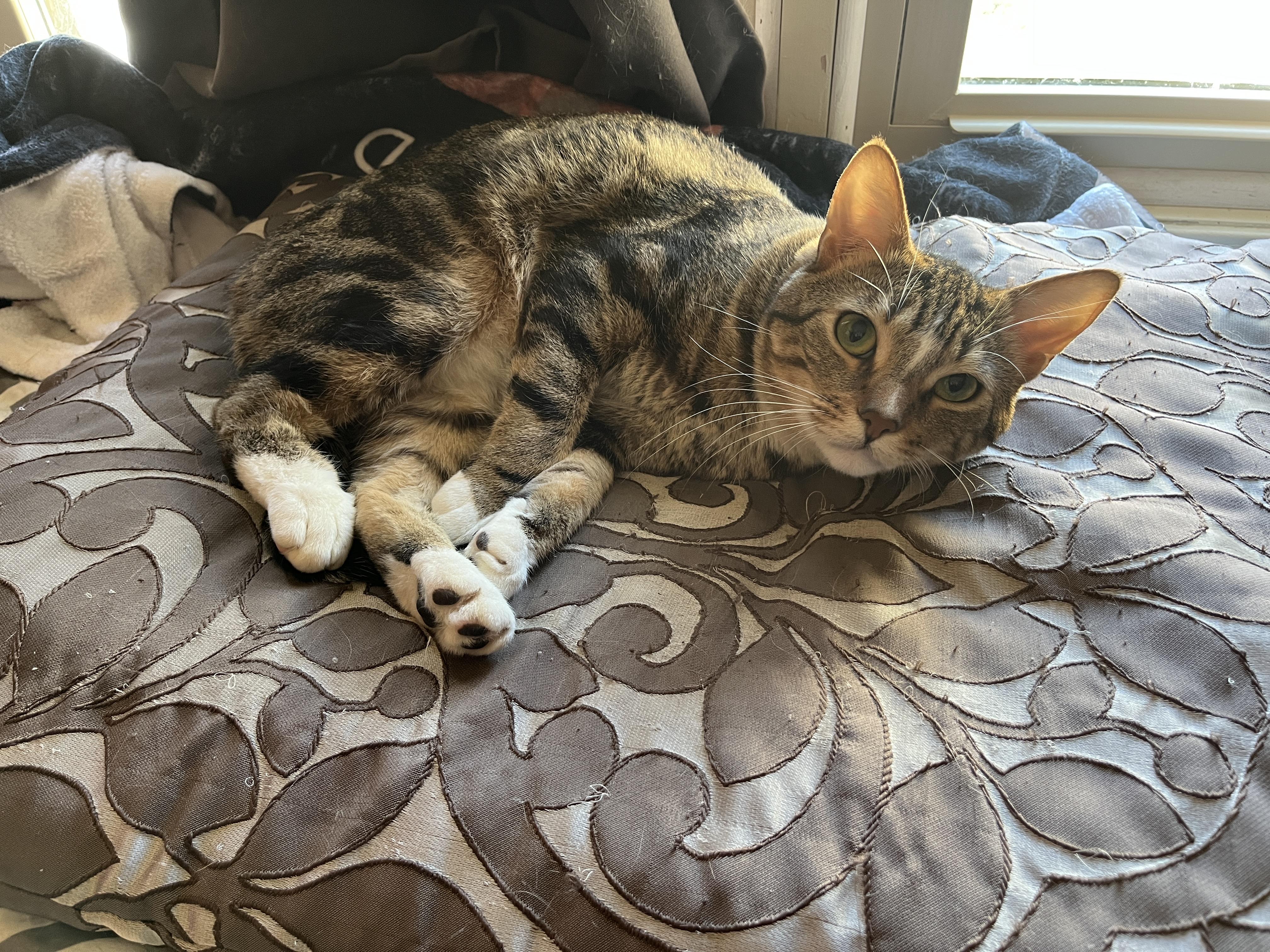 Enlarge Webster, an adopted Domestic Short Hair in Oak Forest, IL image 4/6