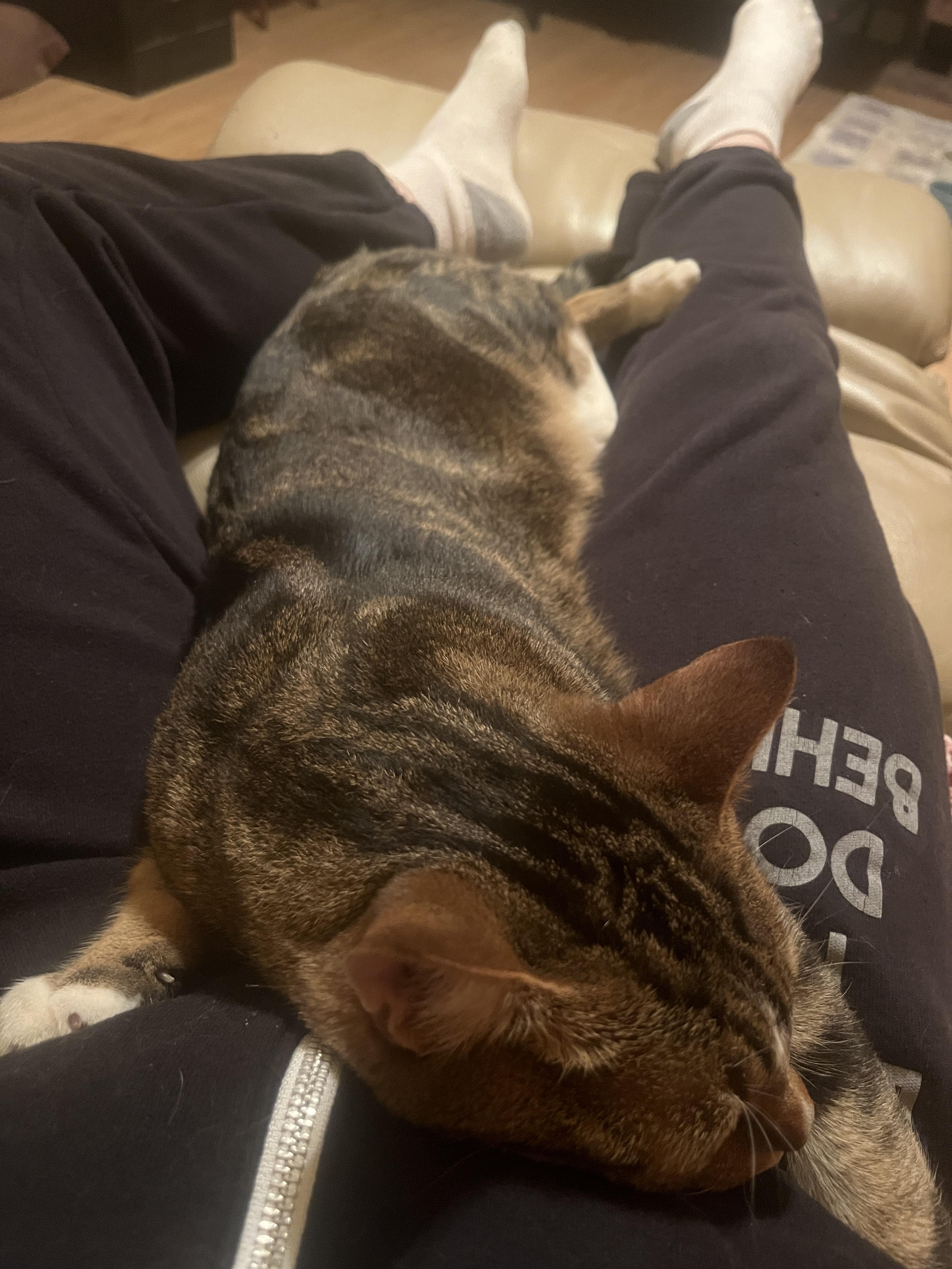 Enlarge Webster, an adopted Domestic Short Hair in Oak Forest, IL image 5/6