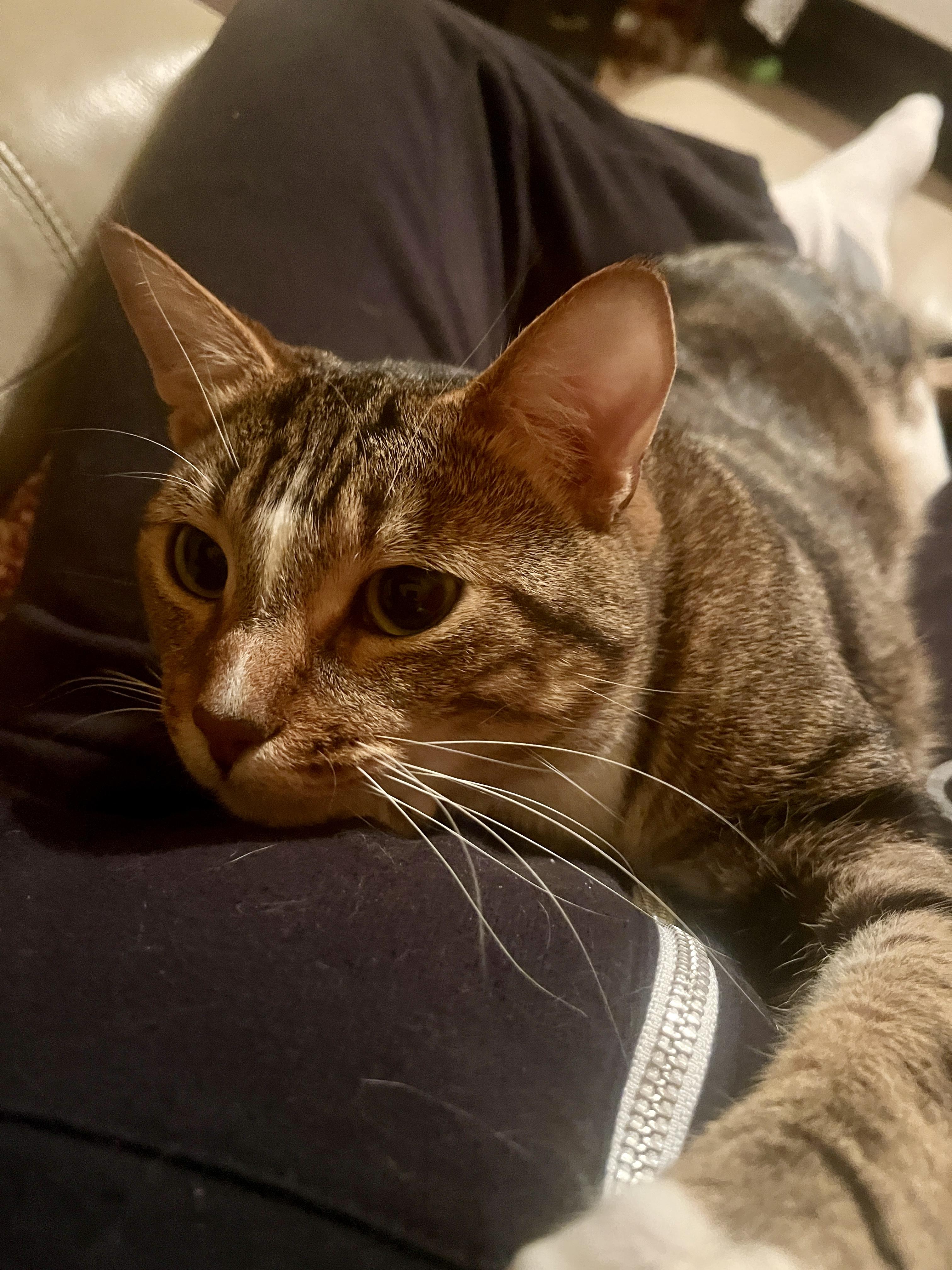 Enlarge Webster, an adopted Domestic Short Hair in Oak Forest, IL image 2/6