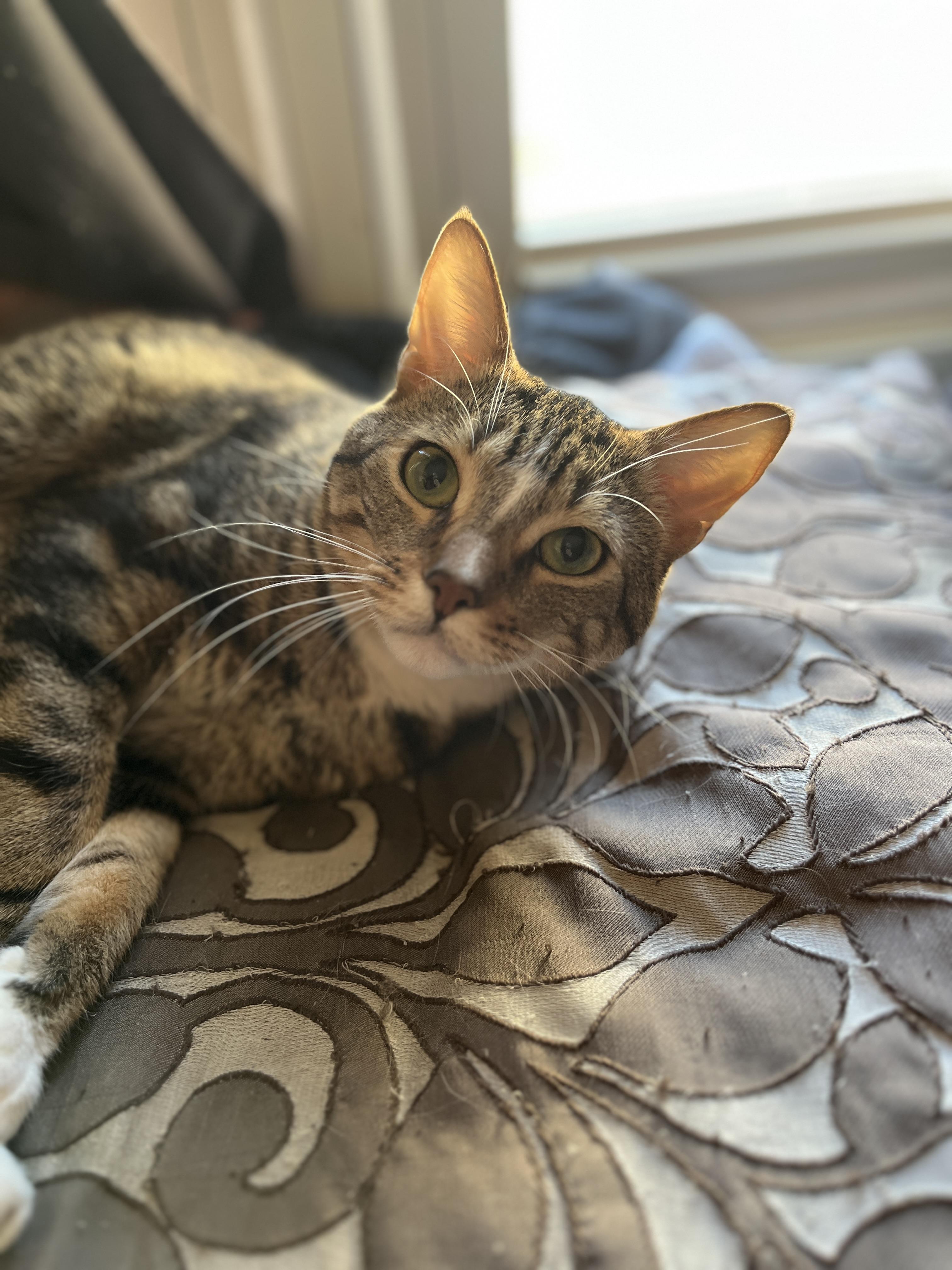 Webster, adopted, Young Male Domestic Short Hair.