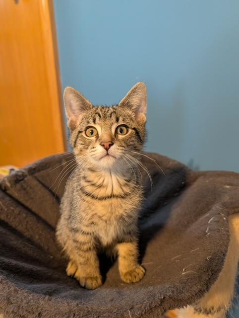 Bodhi, ADOPTABLE, Kitten Male Domestic Short Hair.