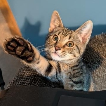 Enlarge Bodhi, a ADOPTABLE Domestic Short Hair in Hudsonville, MI image 2/2