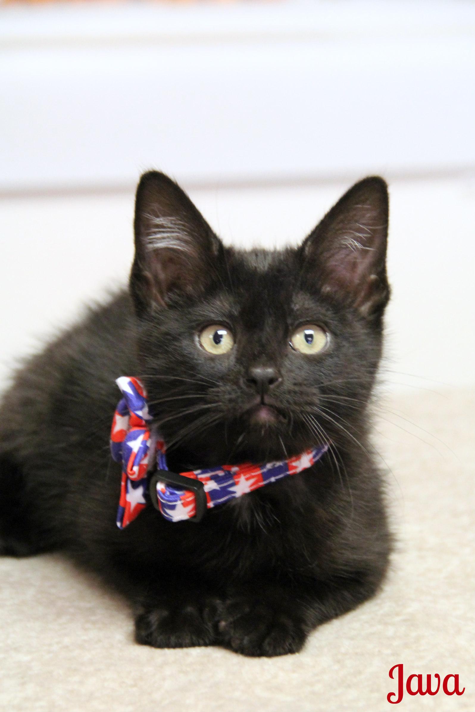 Java, adopted, Kitten Female Domestic Short Hair.