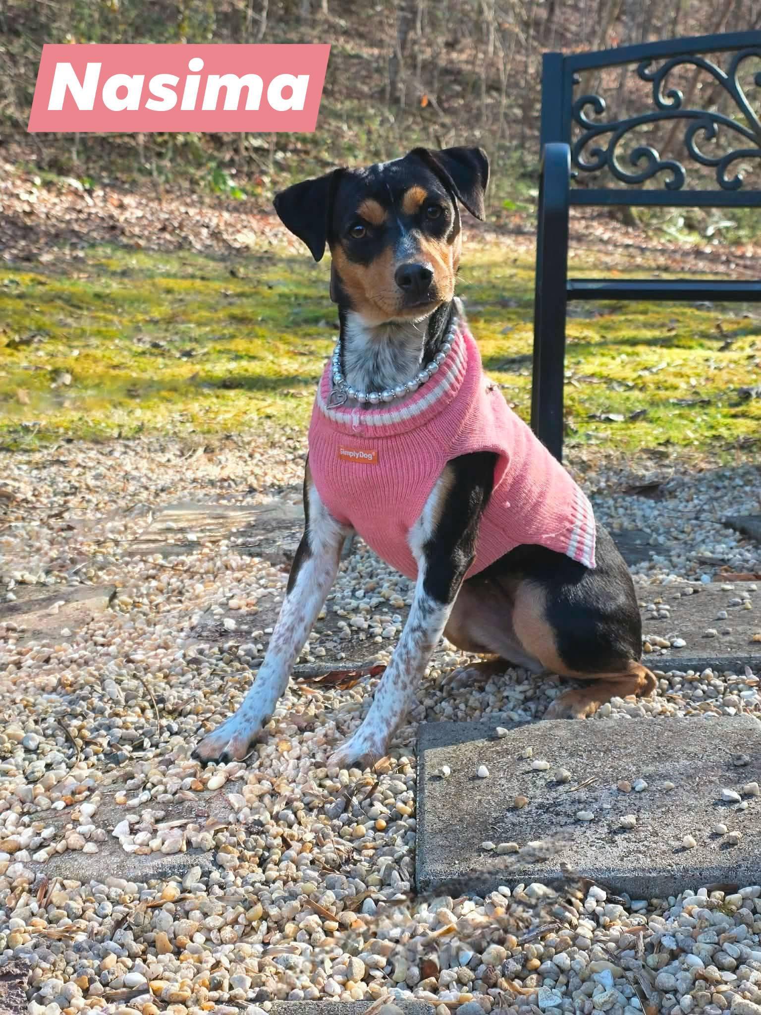NASIMA, ADOPTABLE, Young Female Beagle & Rat Terrier.