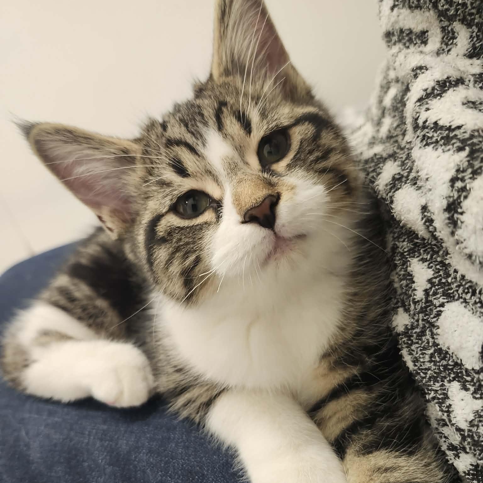 Enlarge Sheldon - A Cuddly Baby!, an adopted Domestic Short Hair in Hamilton, ON image 1/4