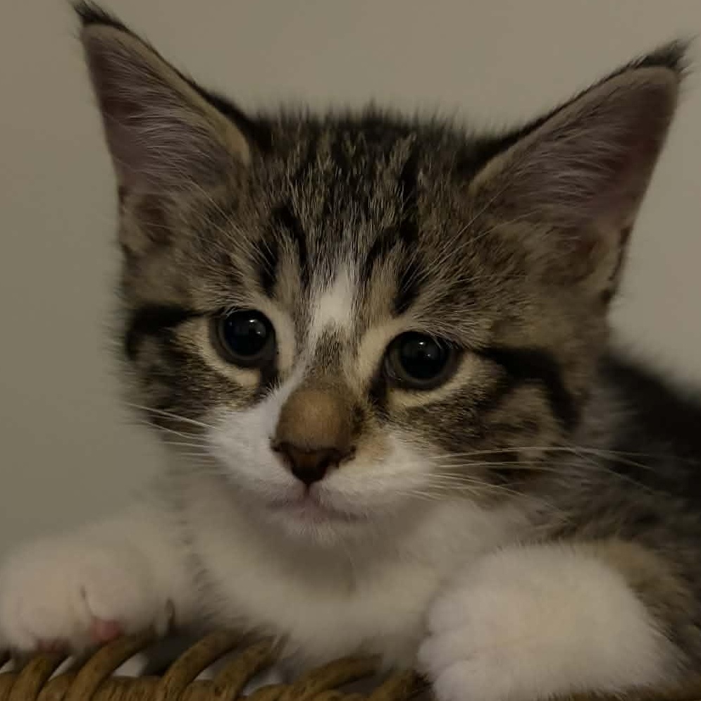 Enlarge Sheldon - A Cuddly Baby!, an adopted Domestic Short Hair in Hamilton, ON image 4/4