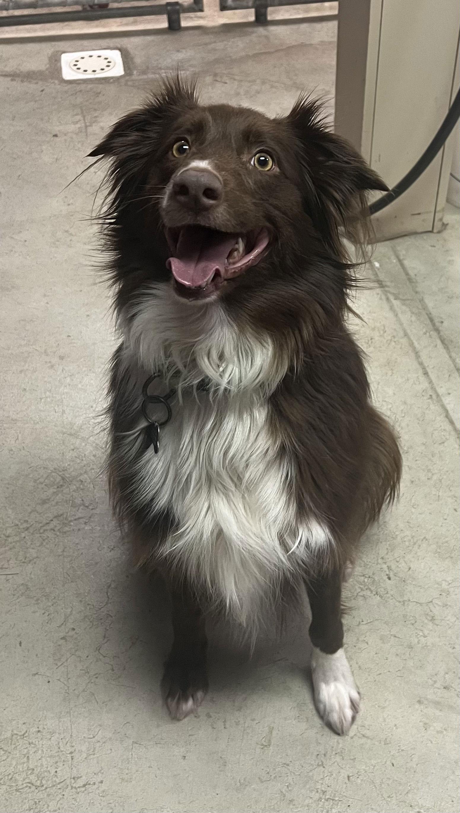 Enlarge MOANA, a Adoptable Australian Shepherd in Amherst, OH image 1/3