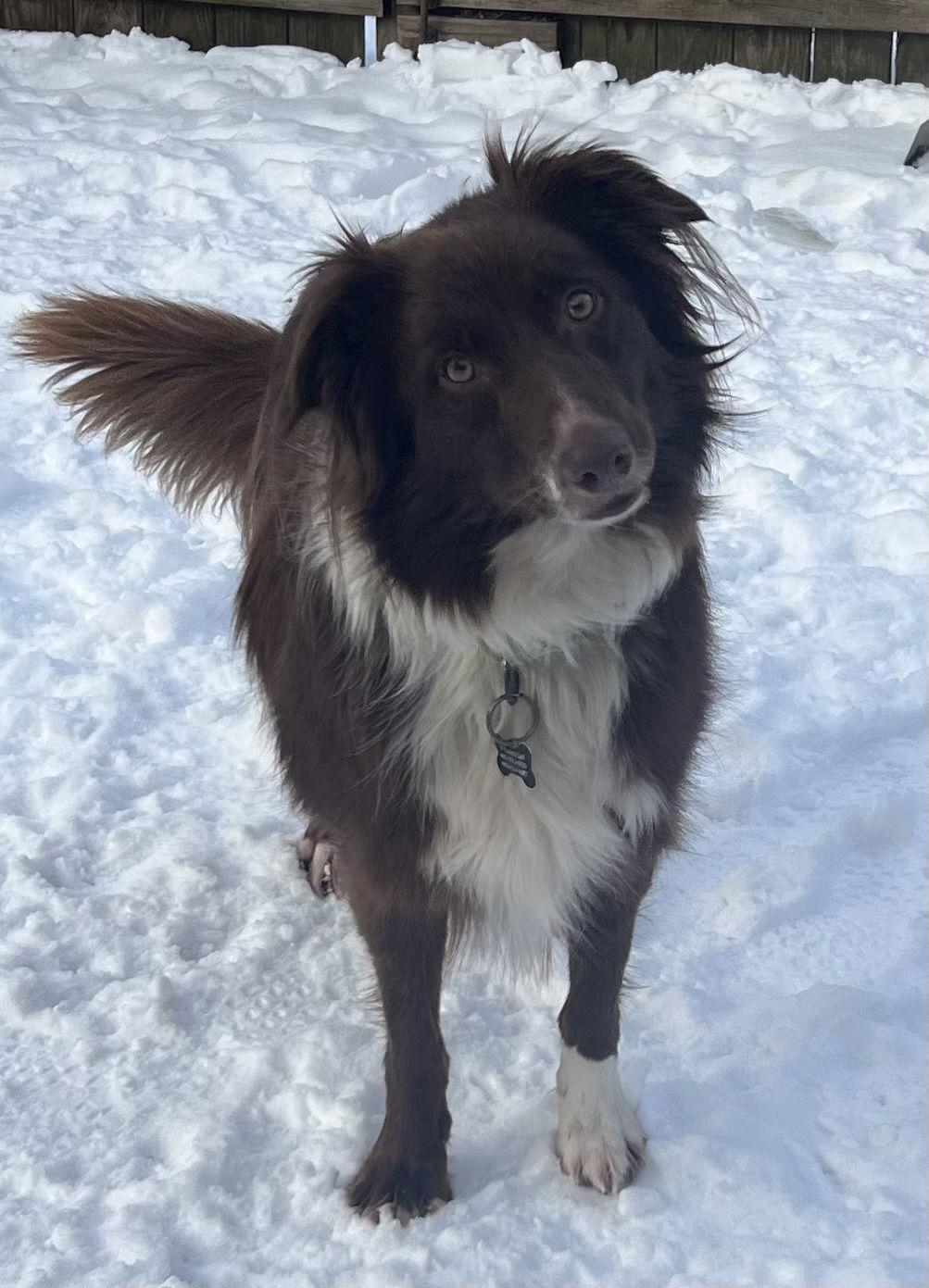 Enlarge MOANA, a Adoptable Australian Shepherd in Amherst, OH image 3/3