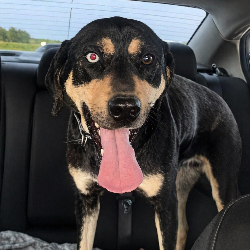 Macy, Adoptable, Young Female Mixed Breed.