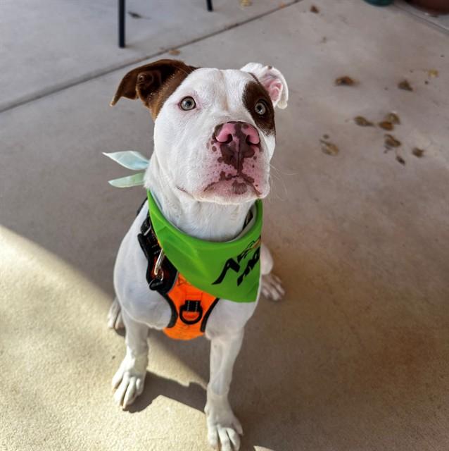 SPAZZ, Adoptable, Young Male Pit Bull Terrier & Mixed Breed.
