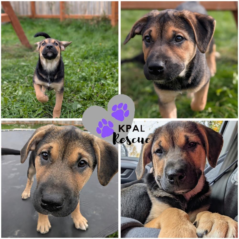 Tai Chi - Martial Arts Litter, Adoptable, Puppy Female Husky & Shepherd.