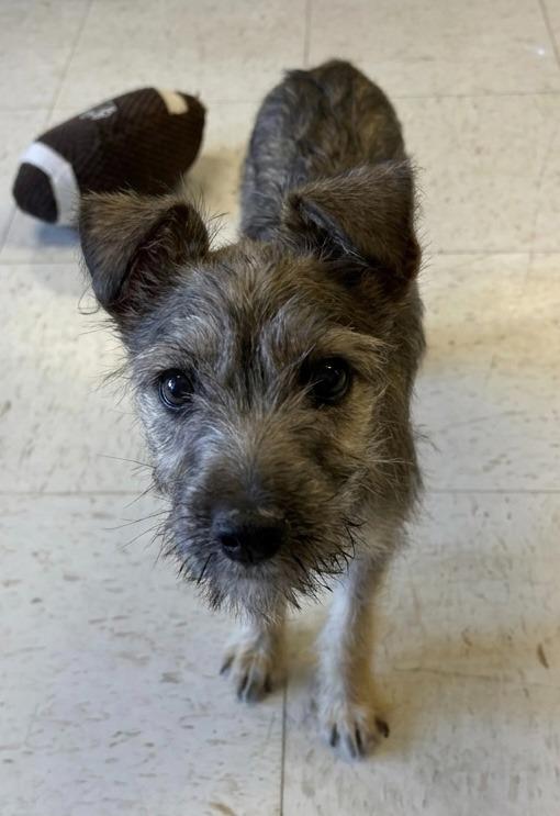 Dixy, Adoptable, Puppy Female Terrier & Mixed Breed.