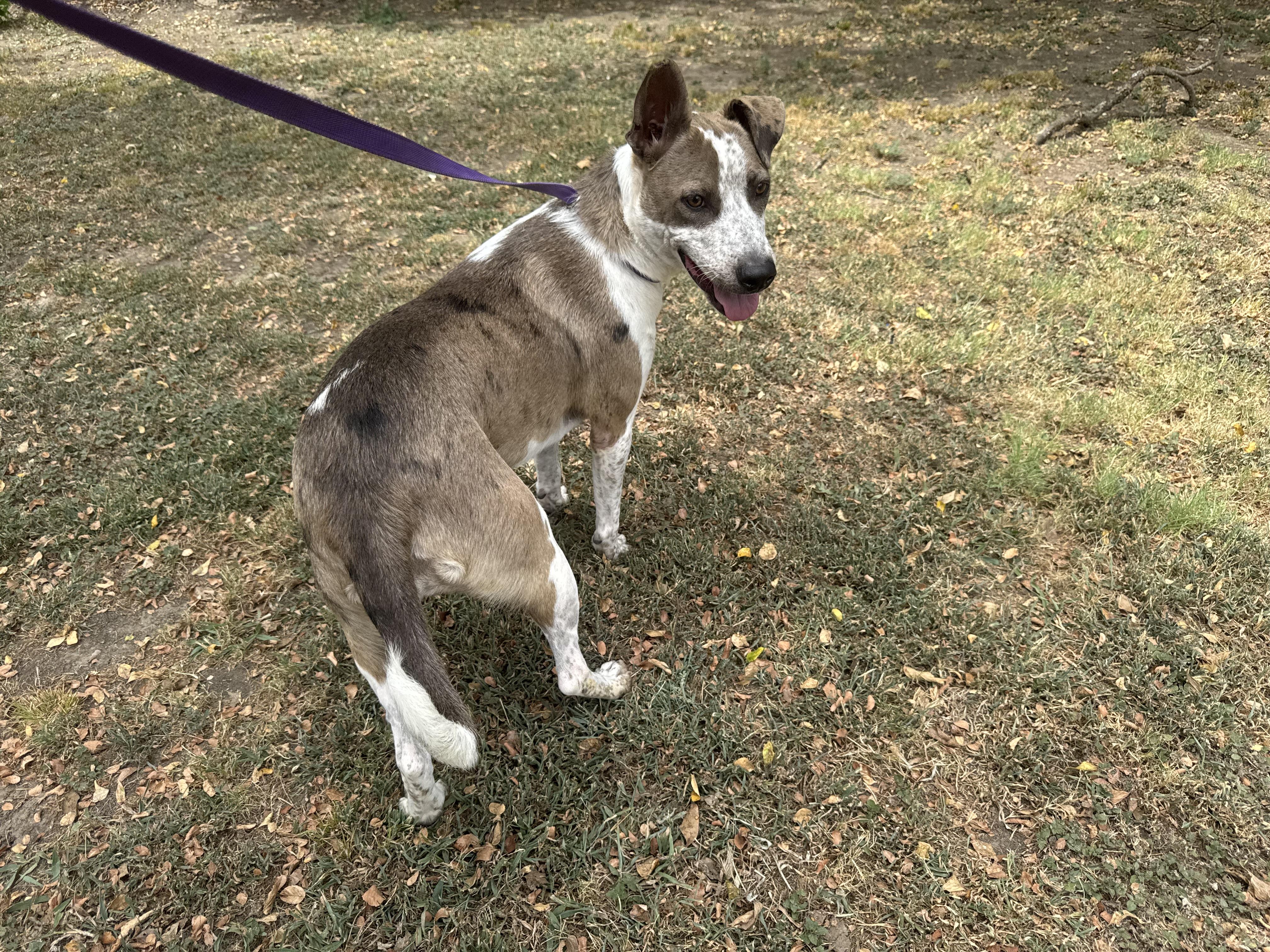 Robyn, ADOPTABLE, Adult Female Australian Cattle Dog / Blue Heeler & Catahoula Leopard Dog.