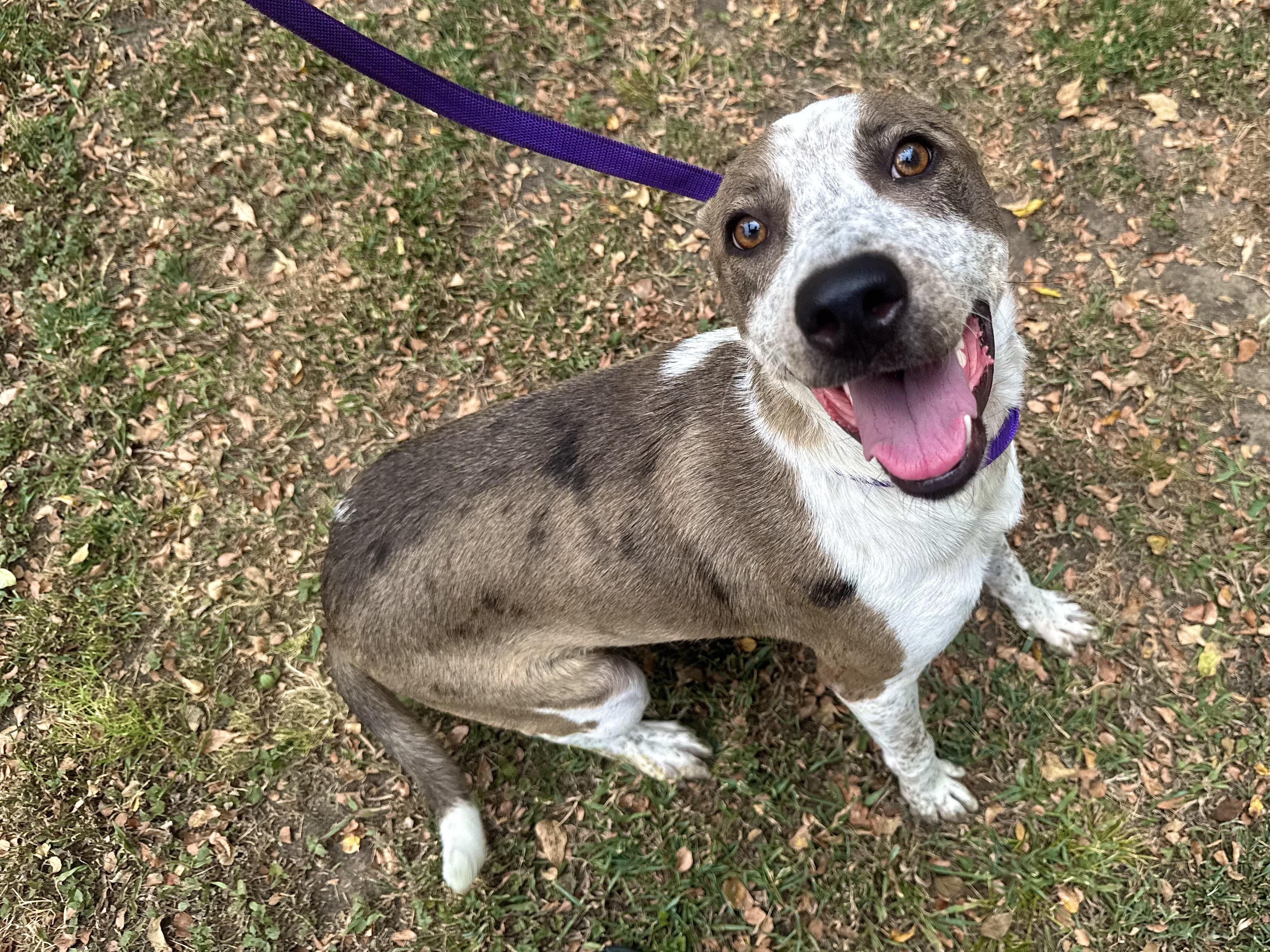 Enlarge Robyn, a ADOPTABLE mixed breed in Sherman, TX image 4/5