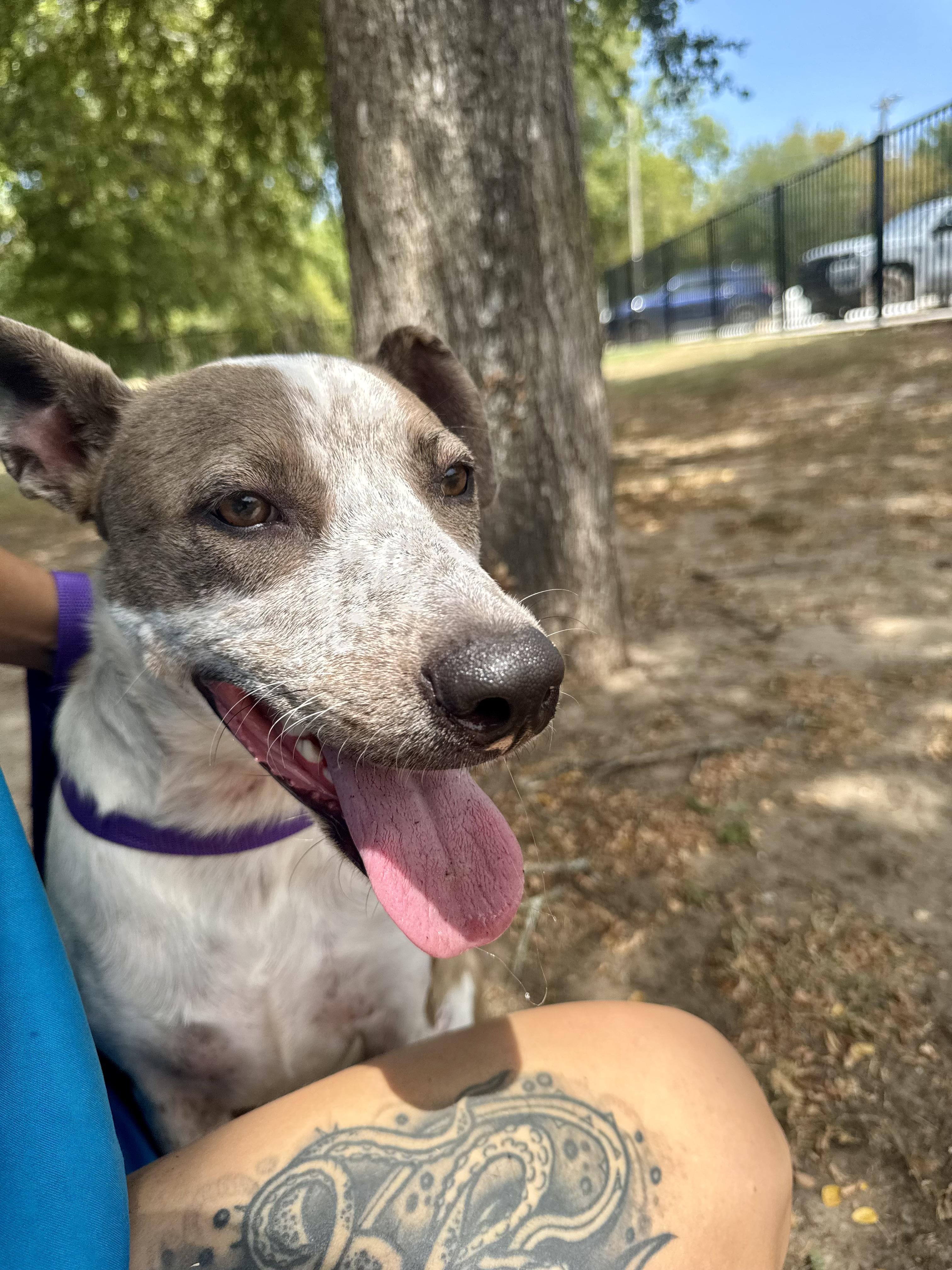 Enlarge Robyn, a ADOPTABLE mixed breed in Sherman, TX image 5/5