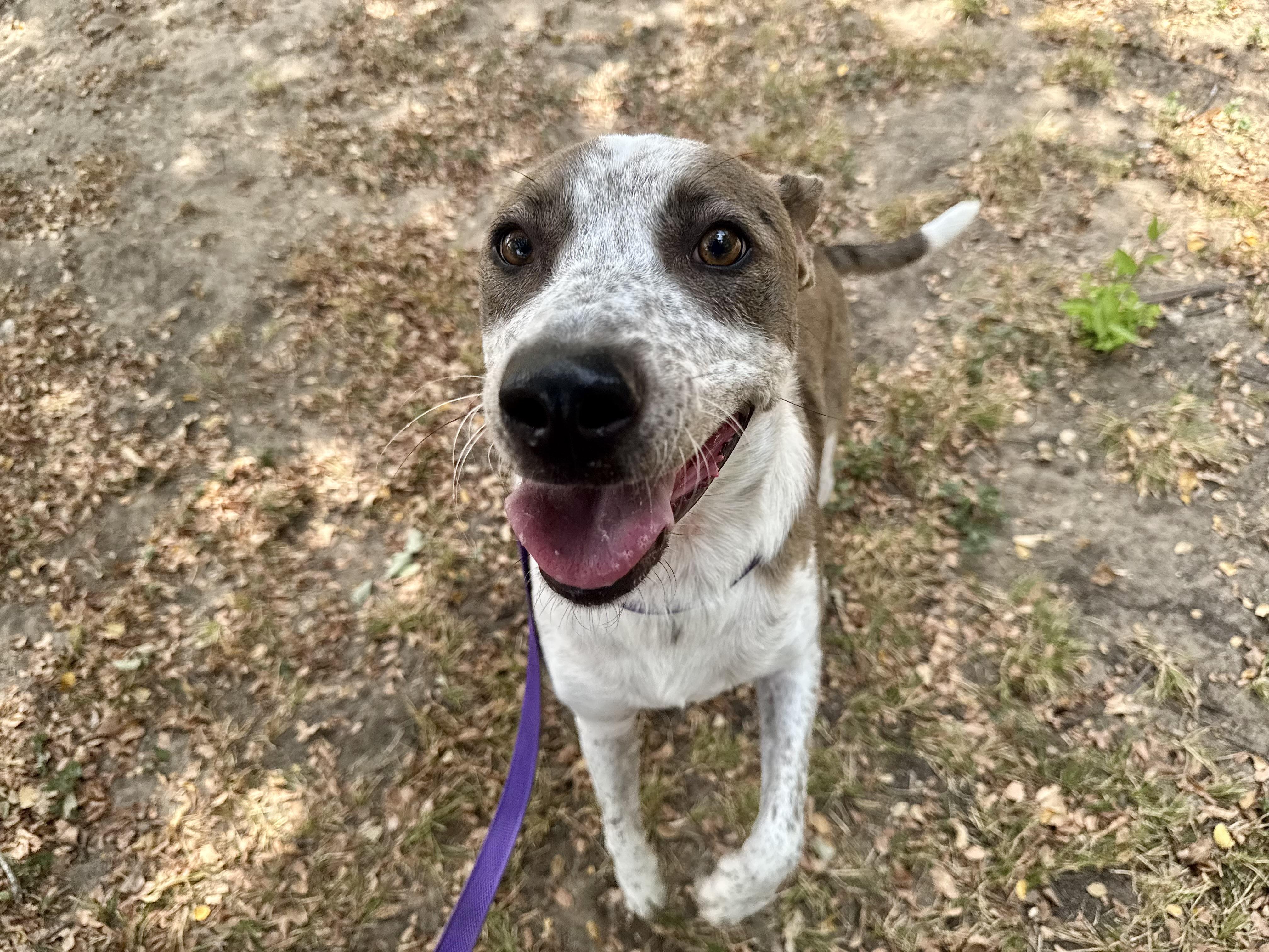 Enlarge Robyn, a ADOPTABLE mixed breed in Sherman, TX image 3/5