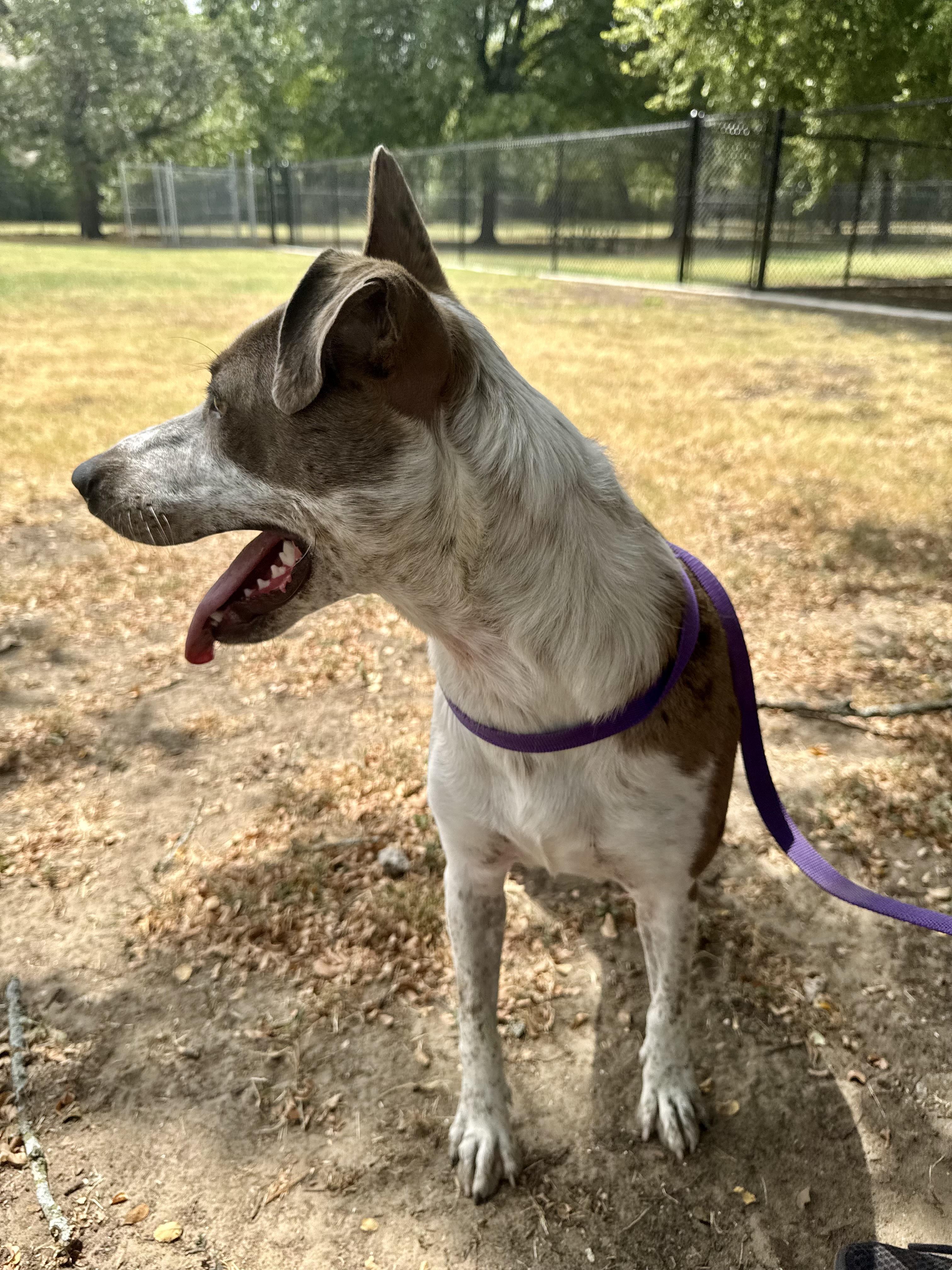 Enlarge Robyn, a ADOPTABLE mixed breed in Sherman, TX image 2/5