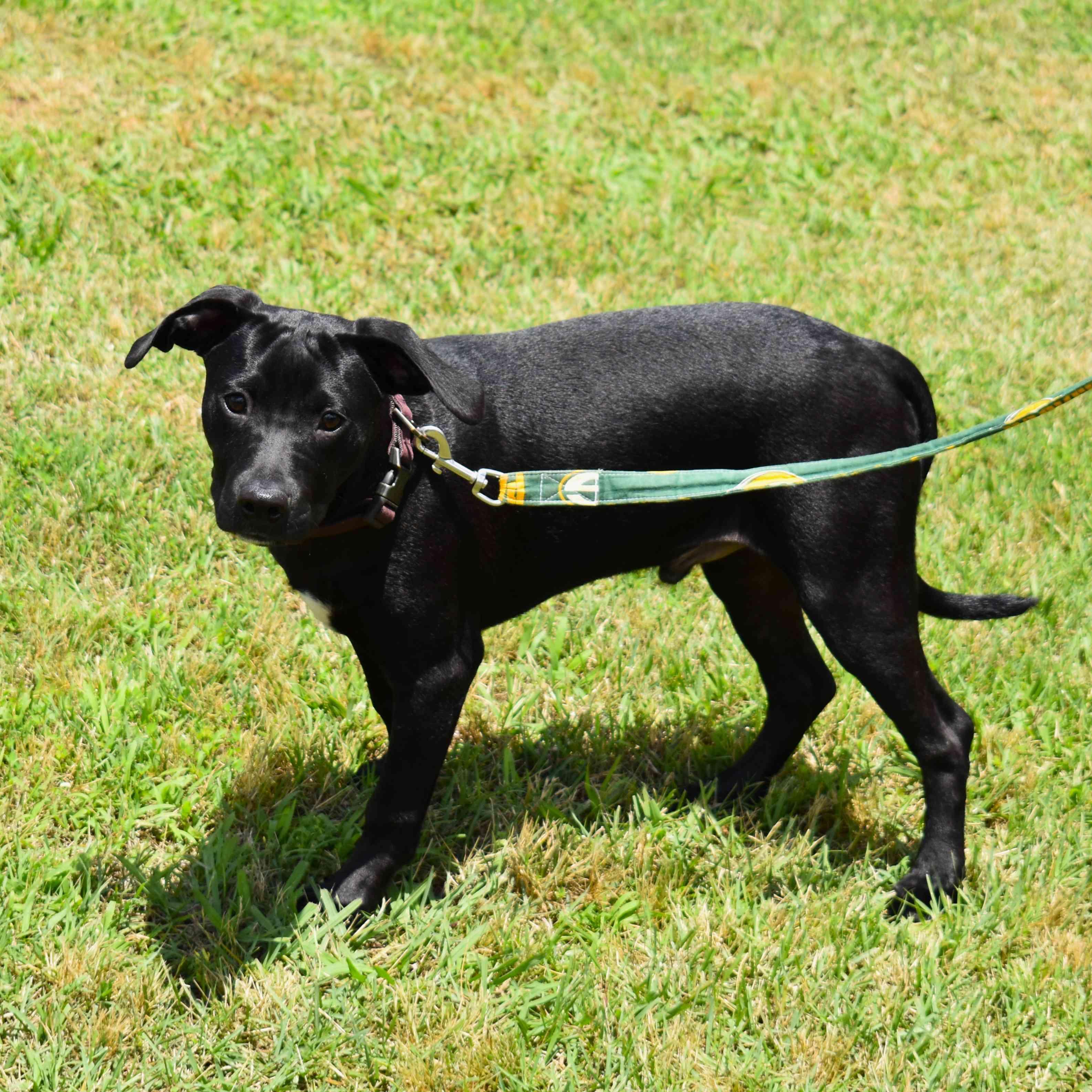 Jackson, ADOPTABLE, Puppy Male Mixed Breed.