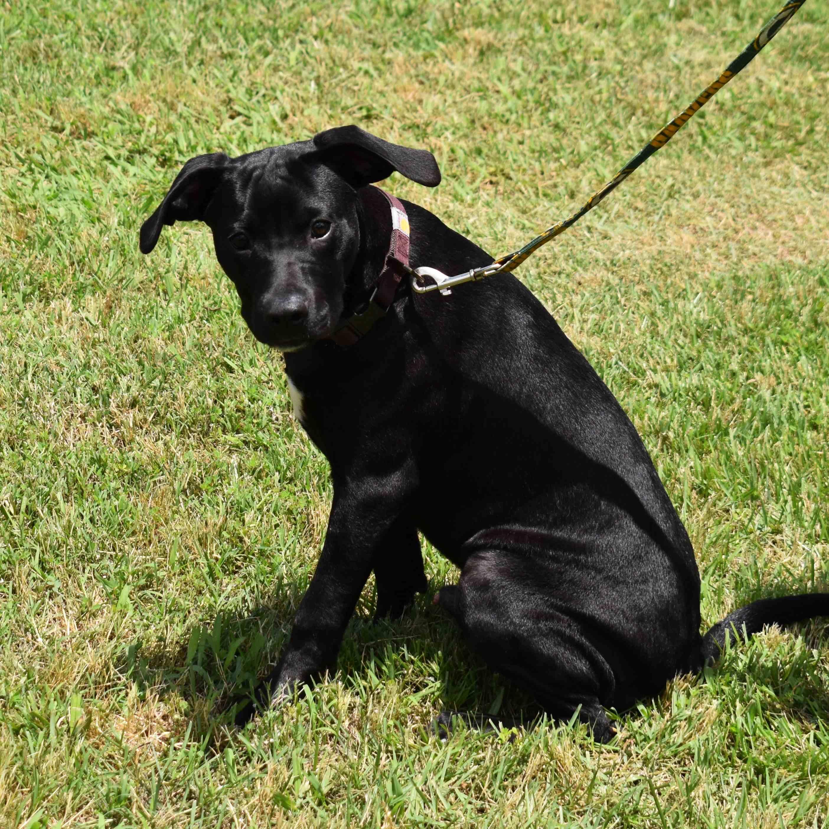 Enlarge Jackson, a ADOPTABLE Mixed Breed in Searcy, AR image 5/6