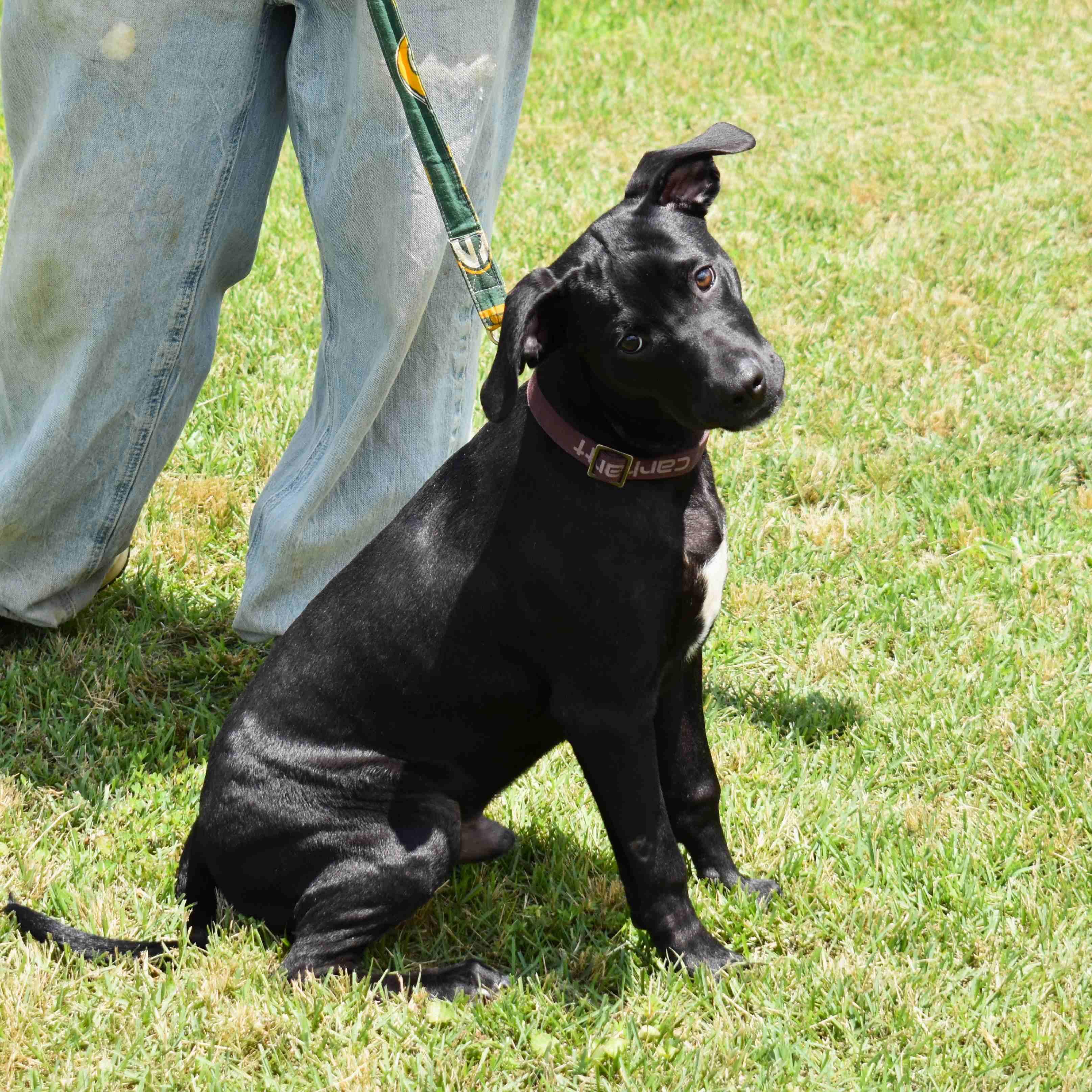 Enlarge Jackson, a ADOPTABLE Mixed Breed in Searcy, AR image 3/6