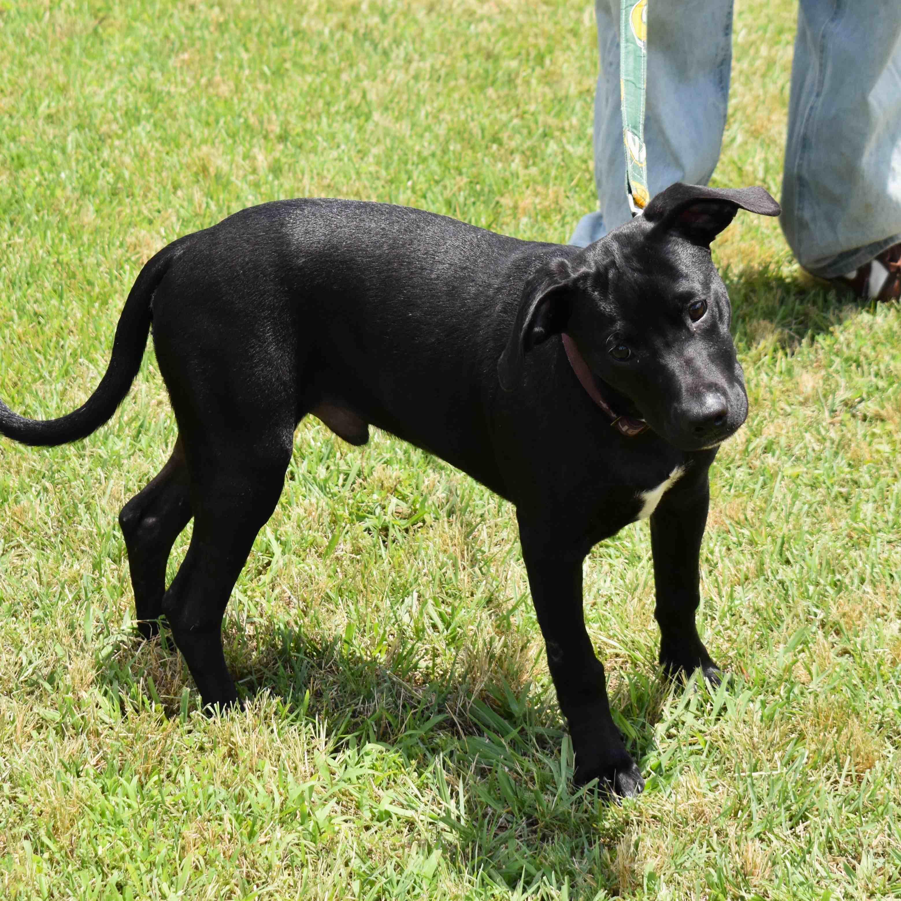 Enlarge Jackson, a ADOPTABLE Mixed Breed in Searcy, AR image 6/6