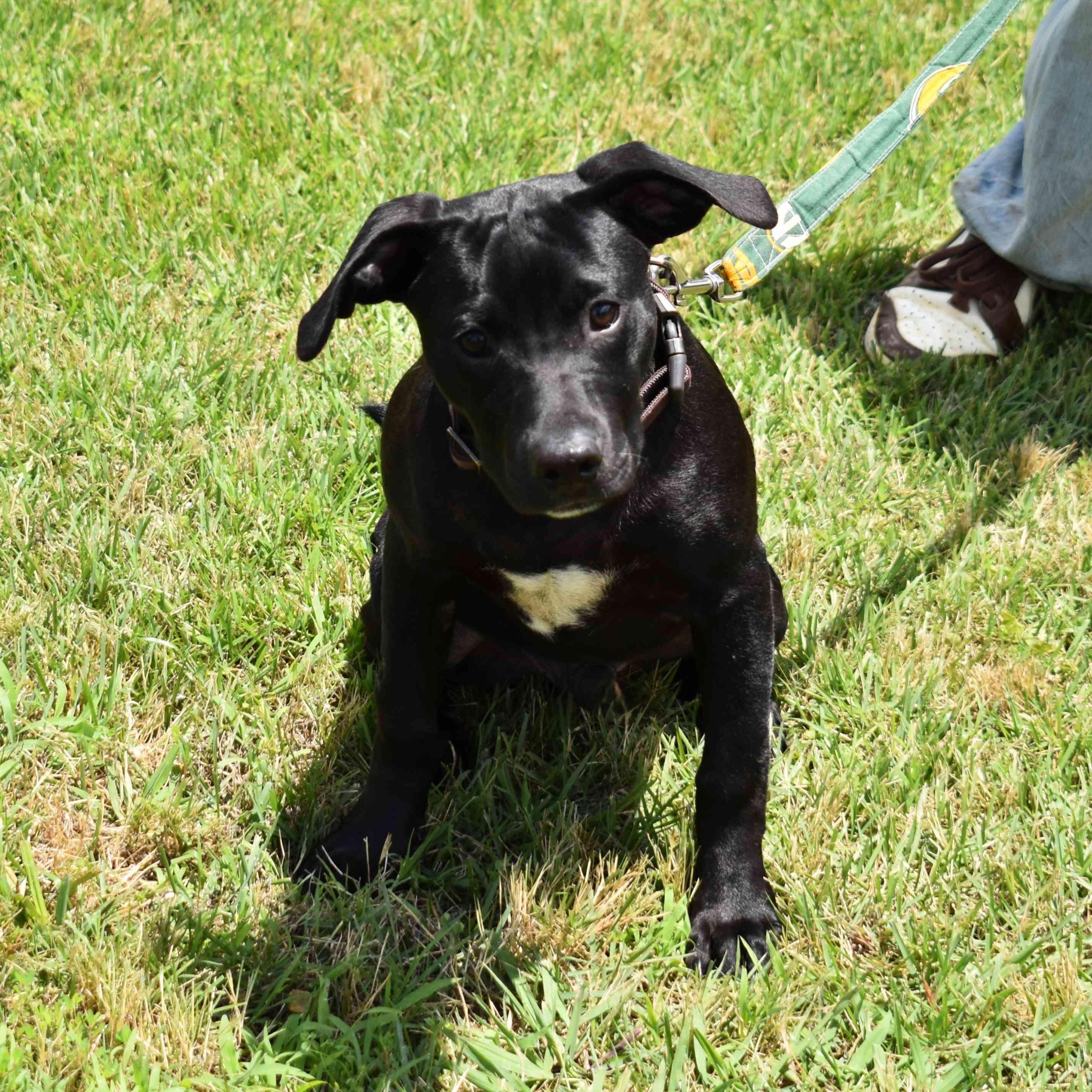 Enlarge Jackson, a ADOPTABLE Mixed Breed in Searcy, AR image 2/6