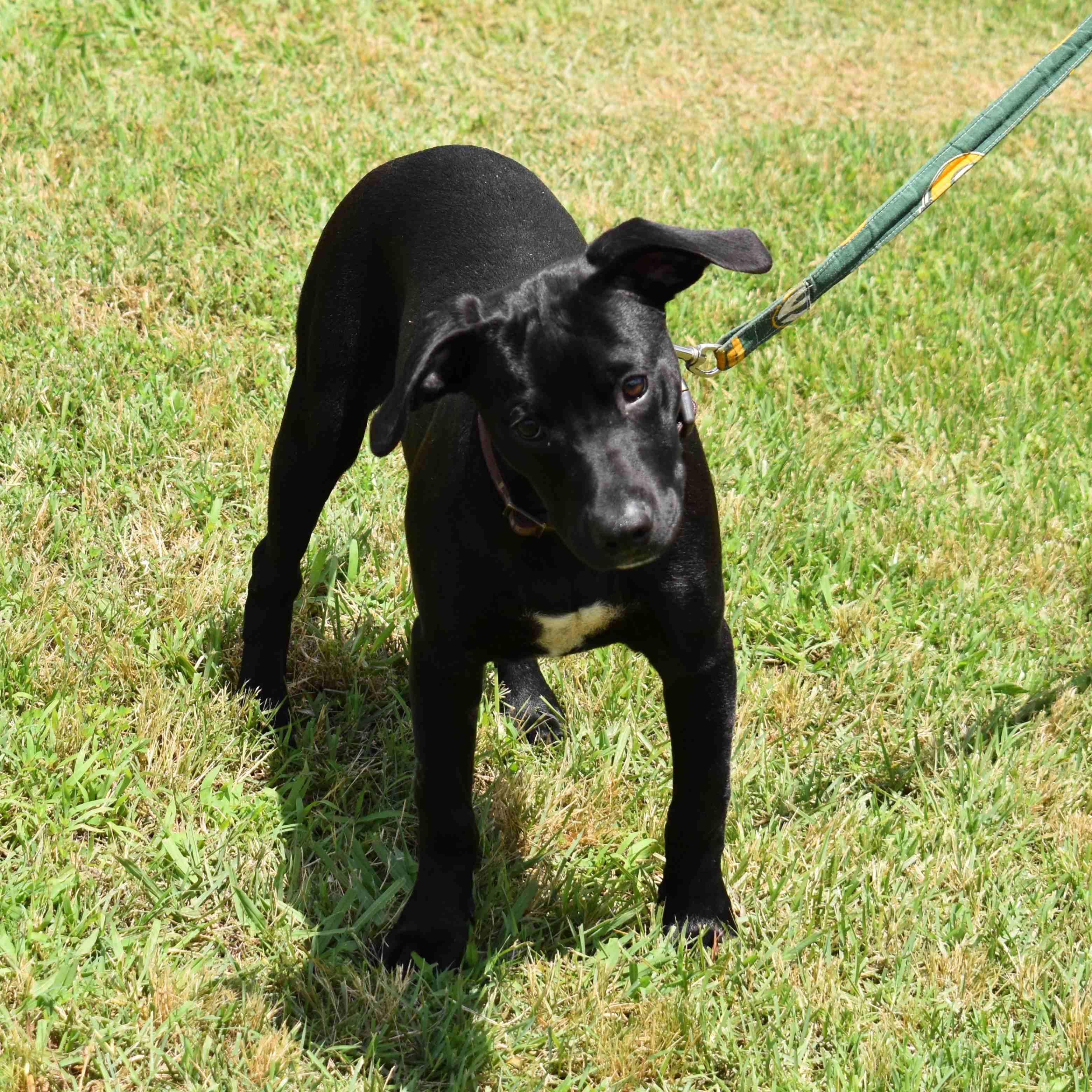 Enlarge Jackson, a ADOPTABLE Mixed Breed in Searcy, AR image 4/6