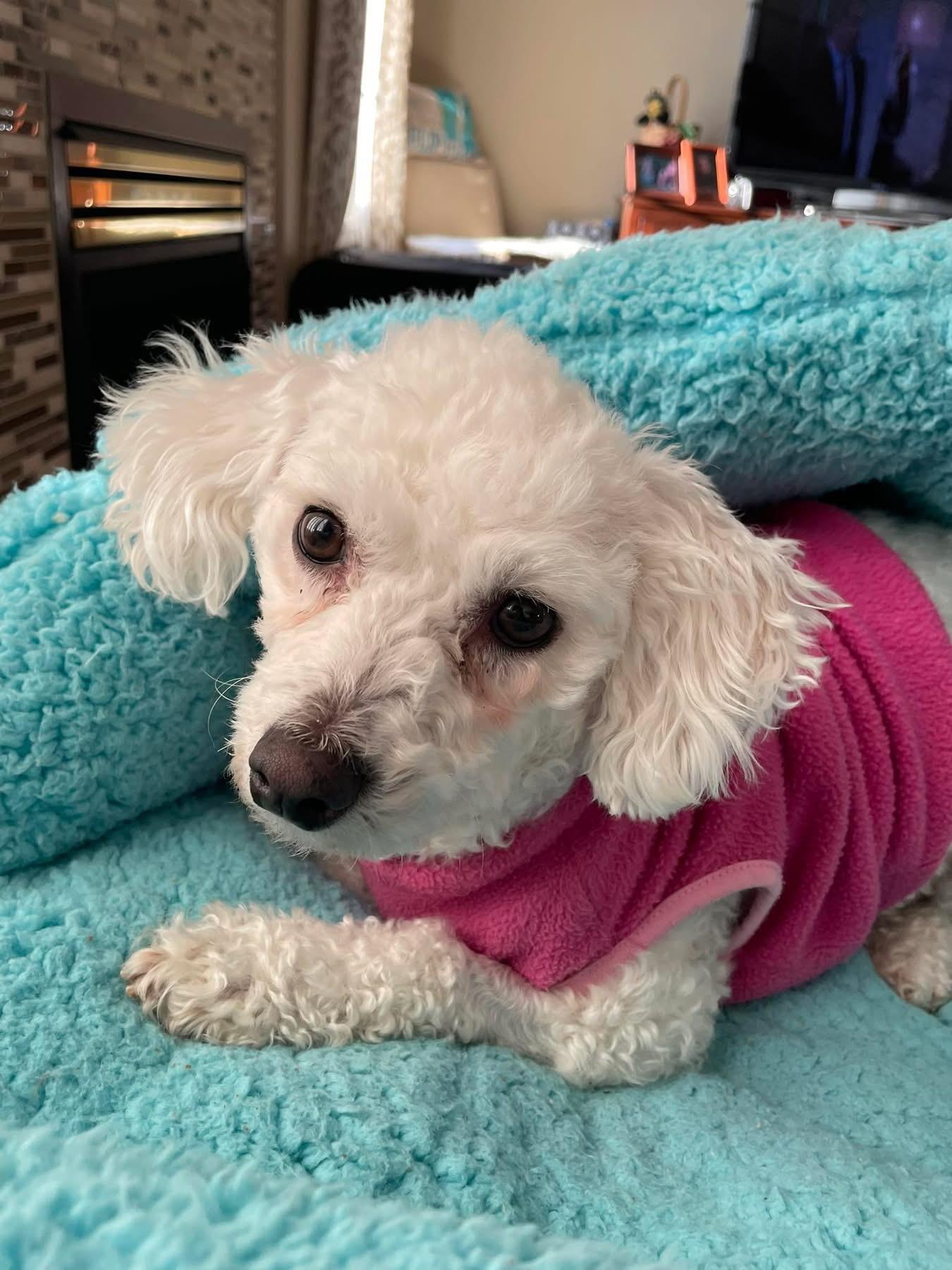 Enlarge Honey, a ADOPTABLE mixed breed in Schnecksville, PA image 1/1