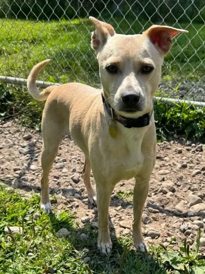 Tucker, Adoptable, Adult Male Mixed Breed & Mixed Breed.
