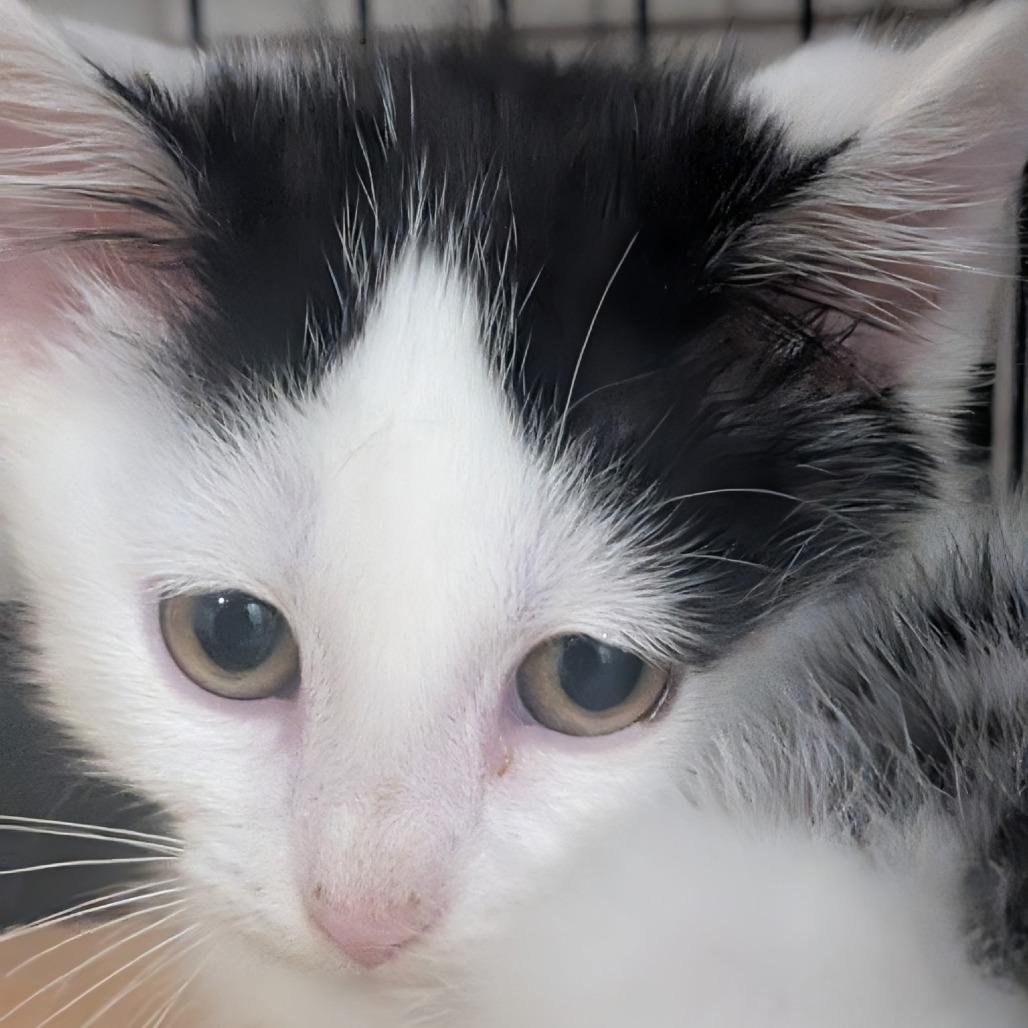 Duchess, Adoptable, Kitten Female Domestic Short Hair.