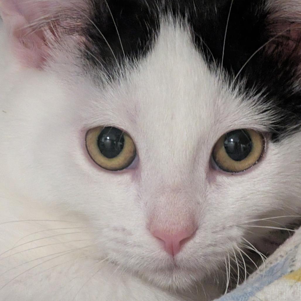 Enlarge Duchess, a Adoptable Domestic Short Hair in Wichita, KS image 2/6