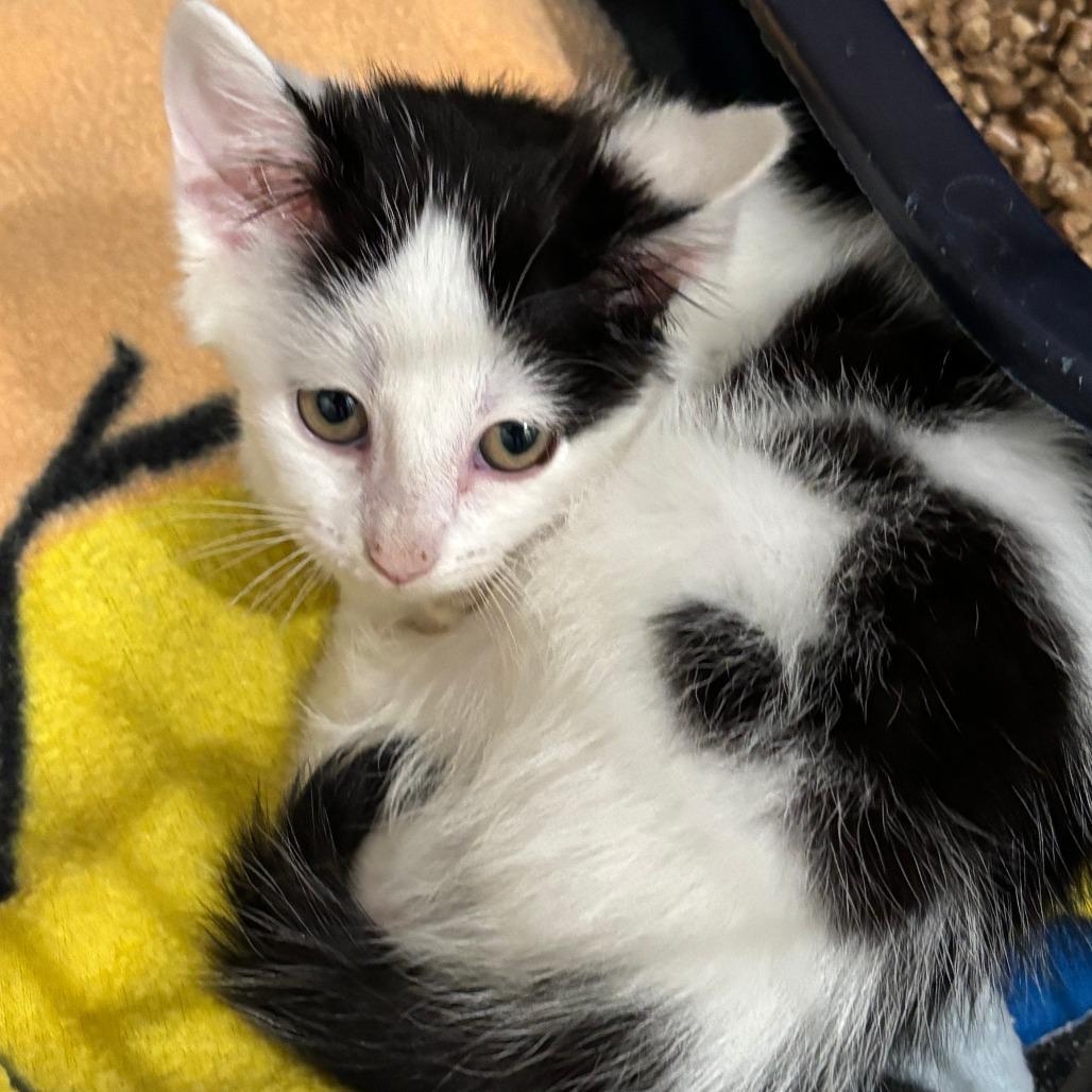 Enlarge Duchess, a Adoptable Domestic Short Hair in Wichita, KS image 4/6