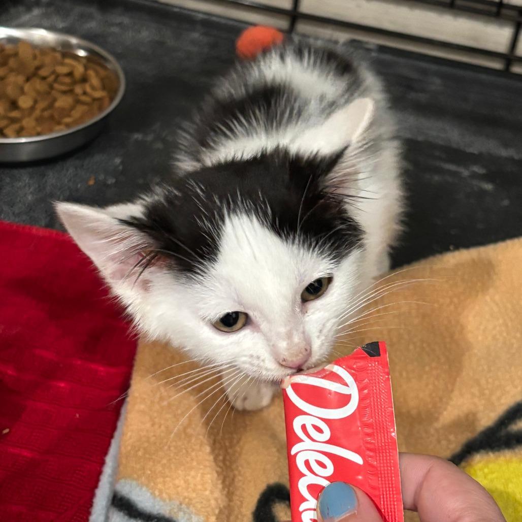 Enlarge Duchess, a Adoptable Domestic Short Hair in Wichita, KS image 5/6