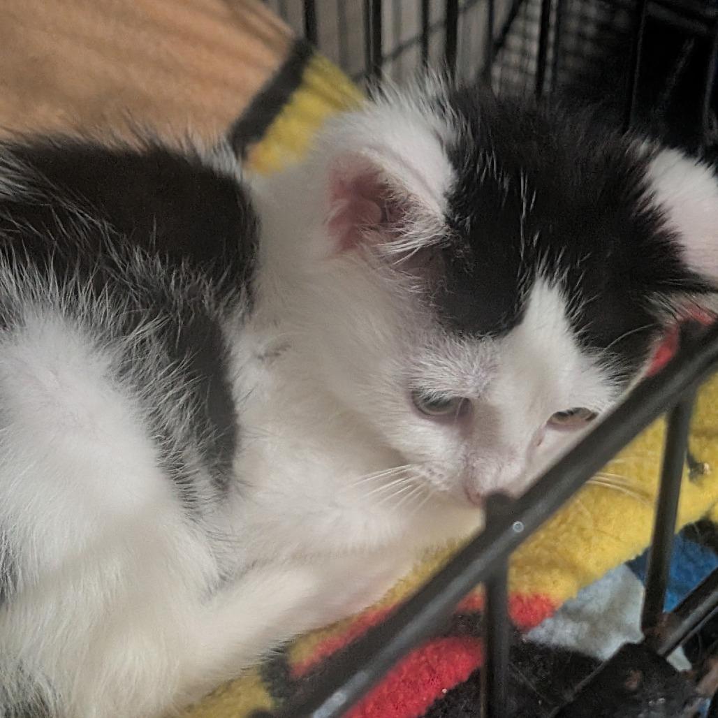 Enlarge Duchess, a Adoptable Domestic Short Hair in Wichita, KS image 6/6