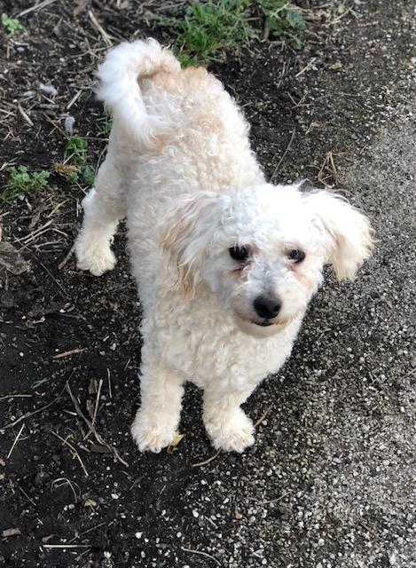 Harper, ADOPTABLE, Adult Male Poodle.