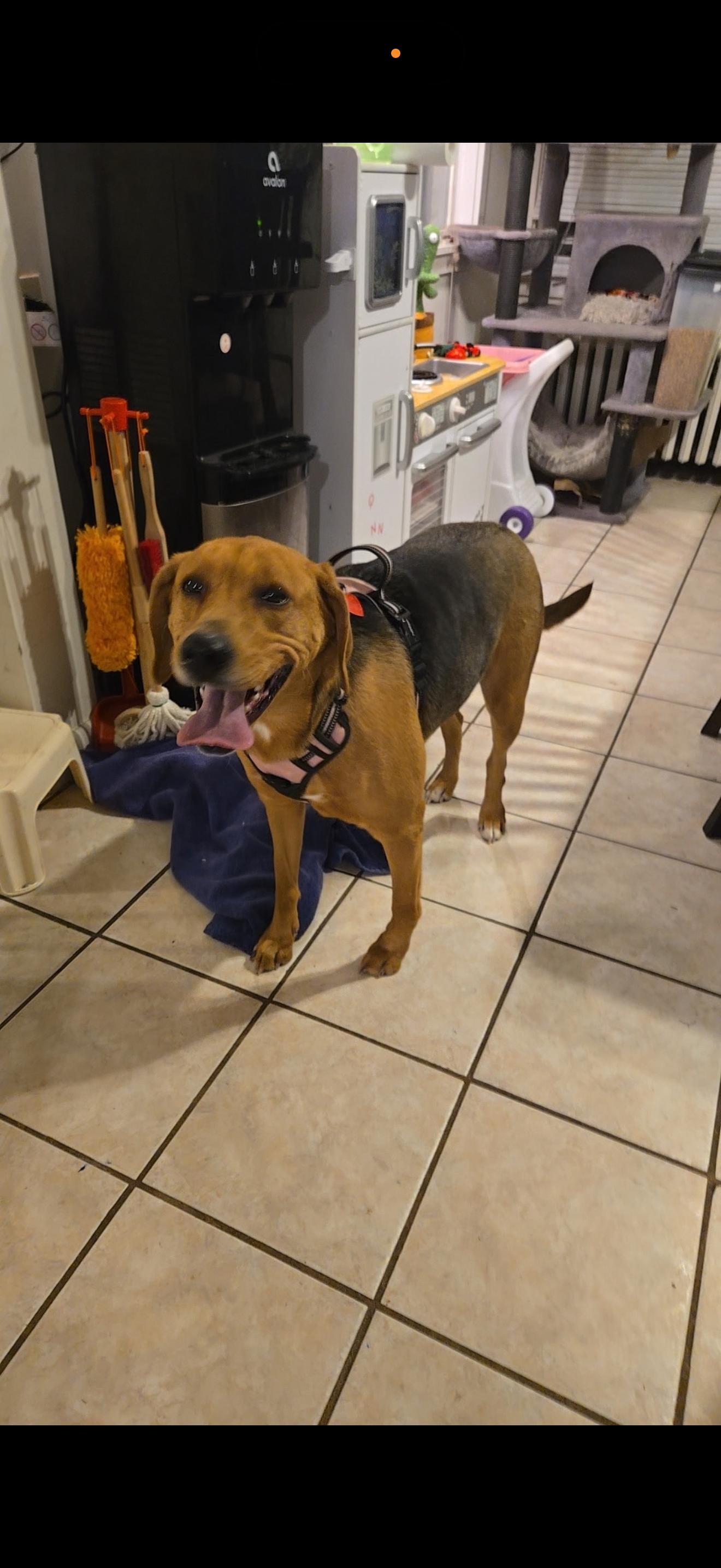 Trixie , ADOPTABLE, Adult Female Labrador Retriever & Hound.