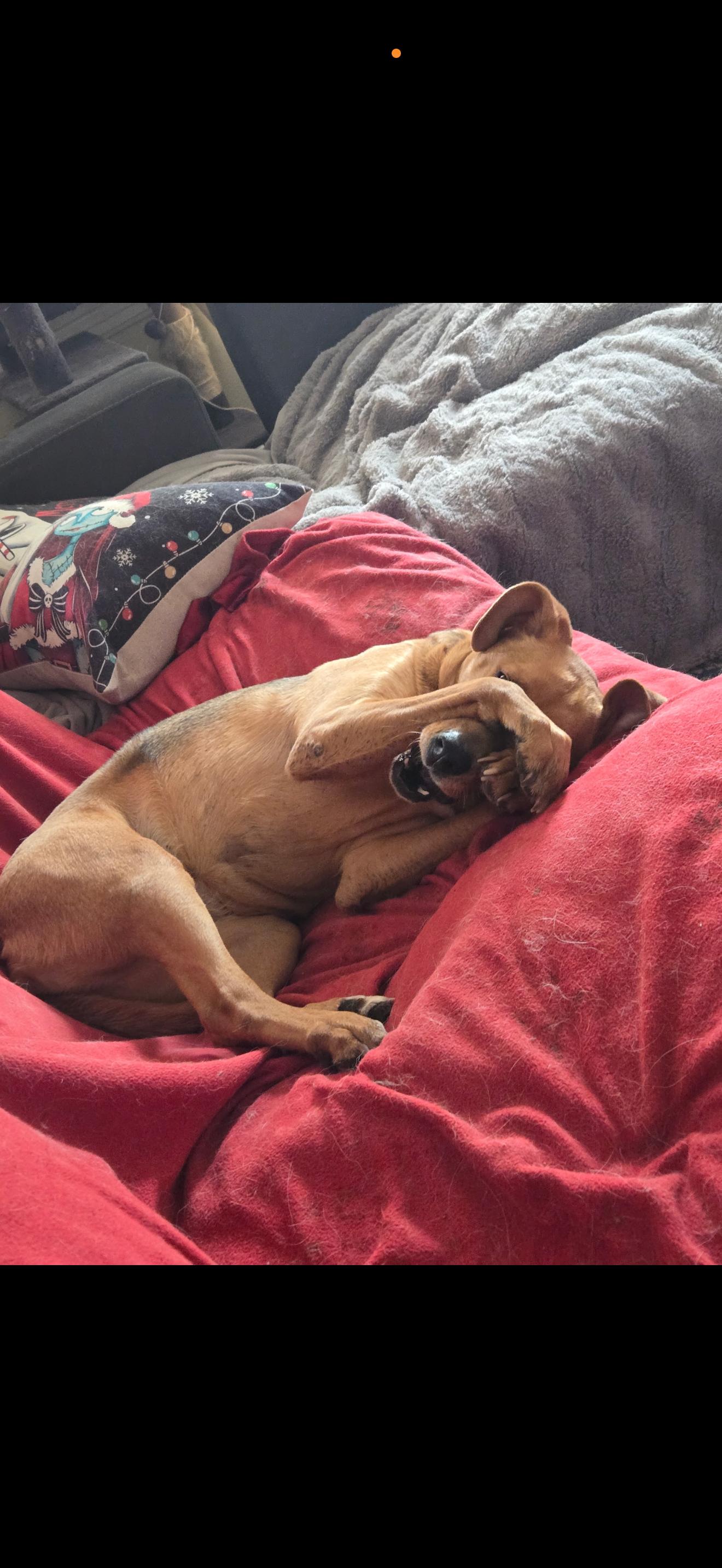 Enlarge Trixie , a ADOPTABLE mixed breed in HONEY BROOK, PA image 2/4