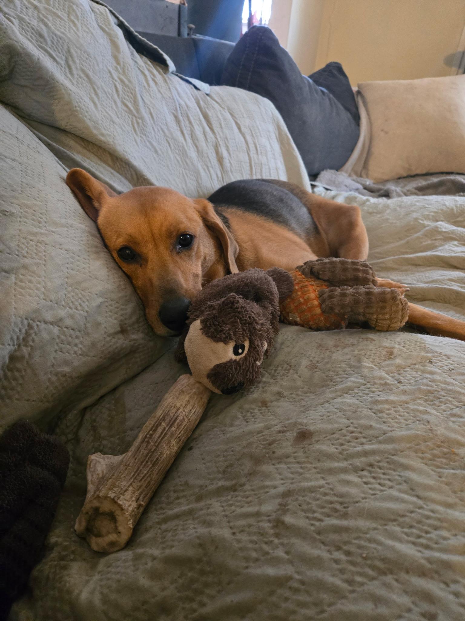 Enlarge Trixie , a ADOPTABLE mixed breed in HONEY BROOK, PA image 6/6