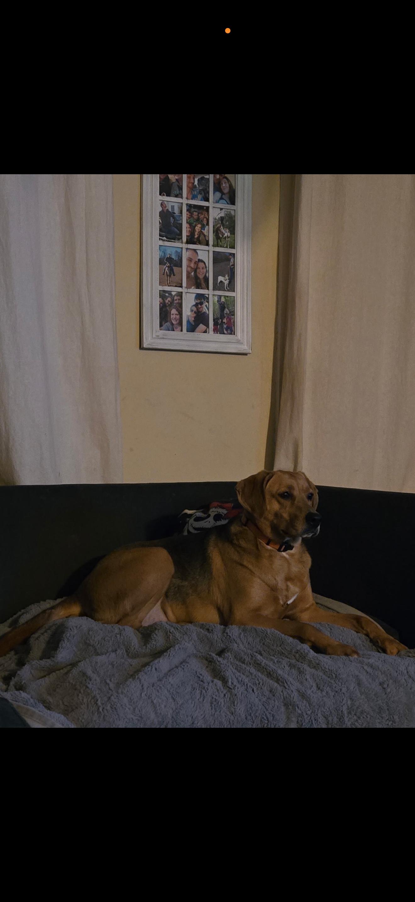 Enlarge Trixie , a ADOPTABLE mixed breed in HONEY BROOK, PA image 4/4