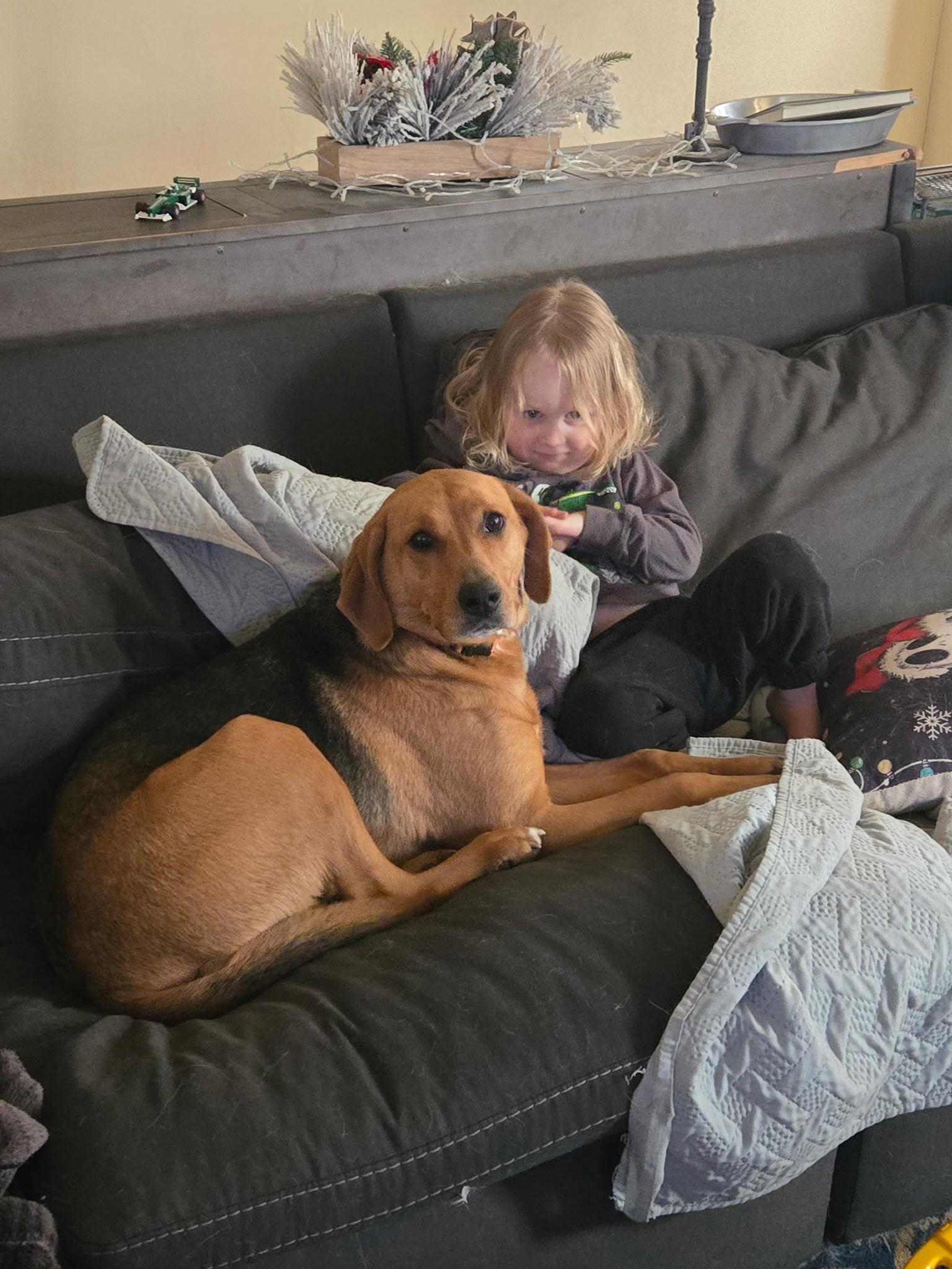 Trixie , ADOPTABLE, Adult Female Labrador Retriever & Hound.