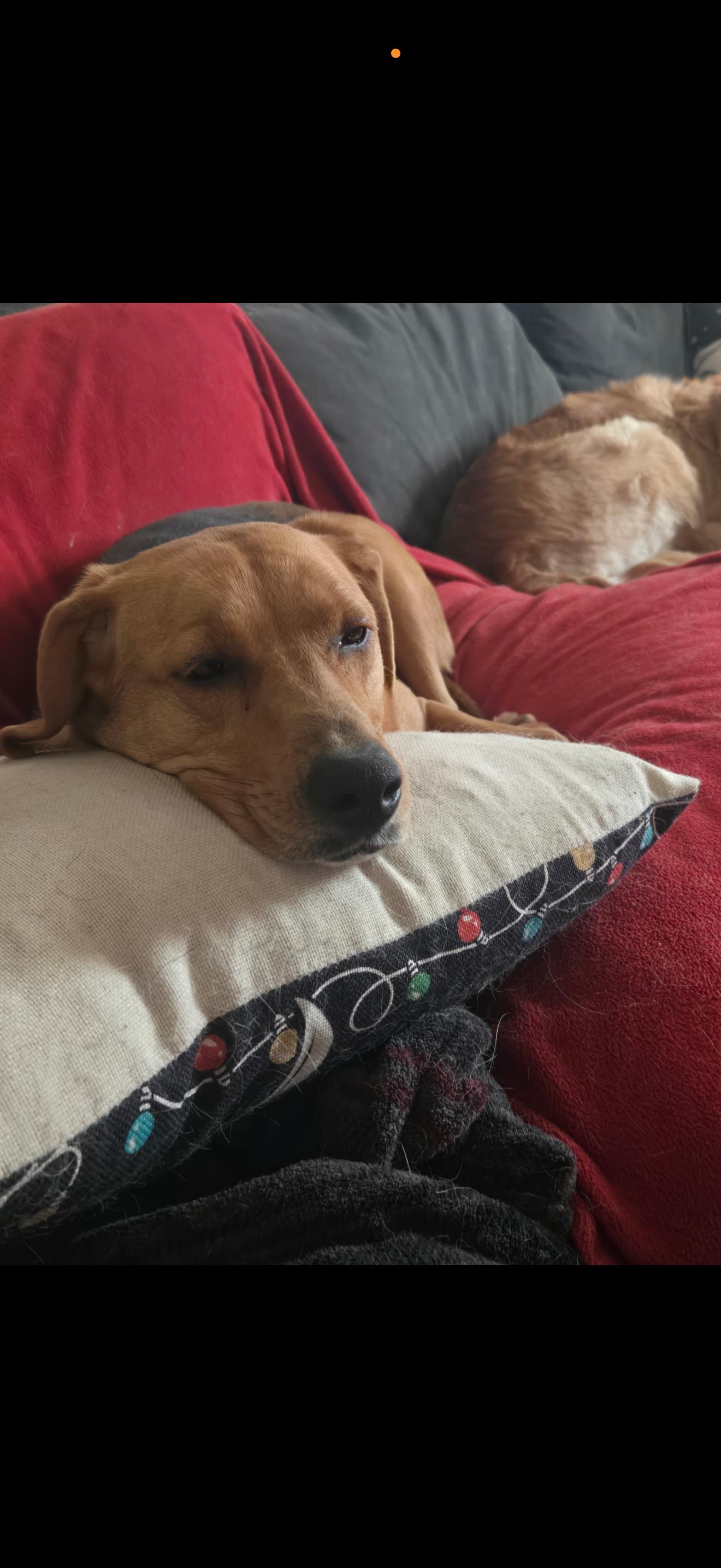 Enlarge Trixie , a ADOPTABLE mixed breed in HONEY BROOK, PA image 3/4