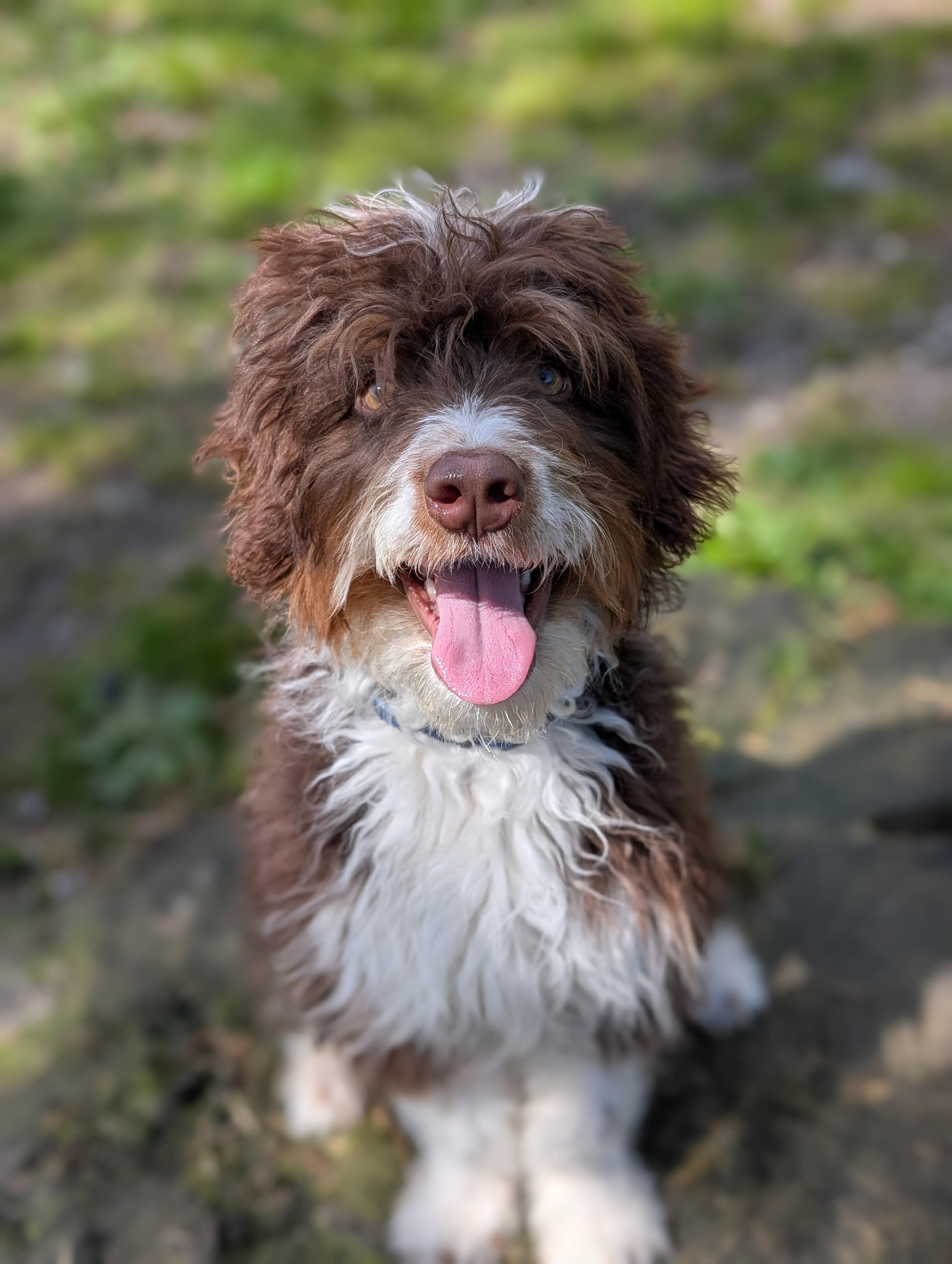Sprite, ADOPTABLE, Puppy Male Aussiedoodle.