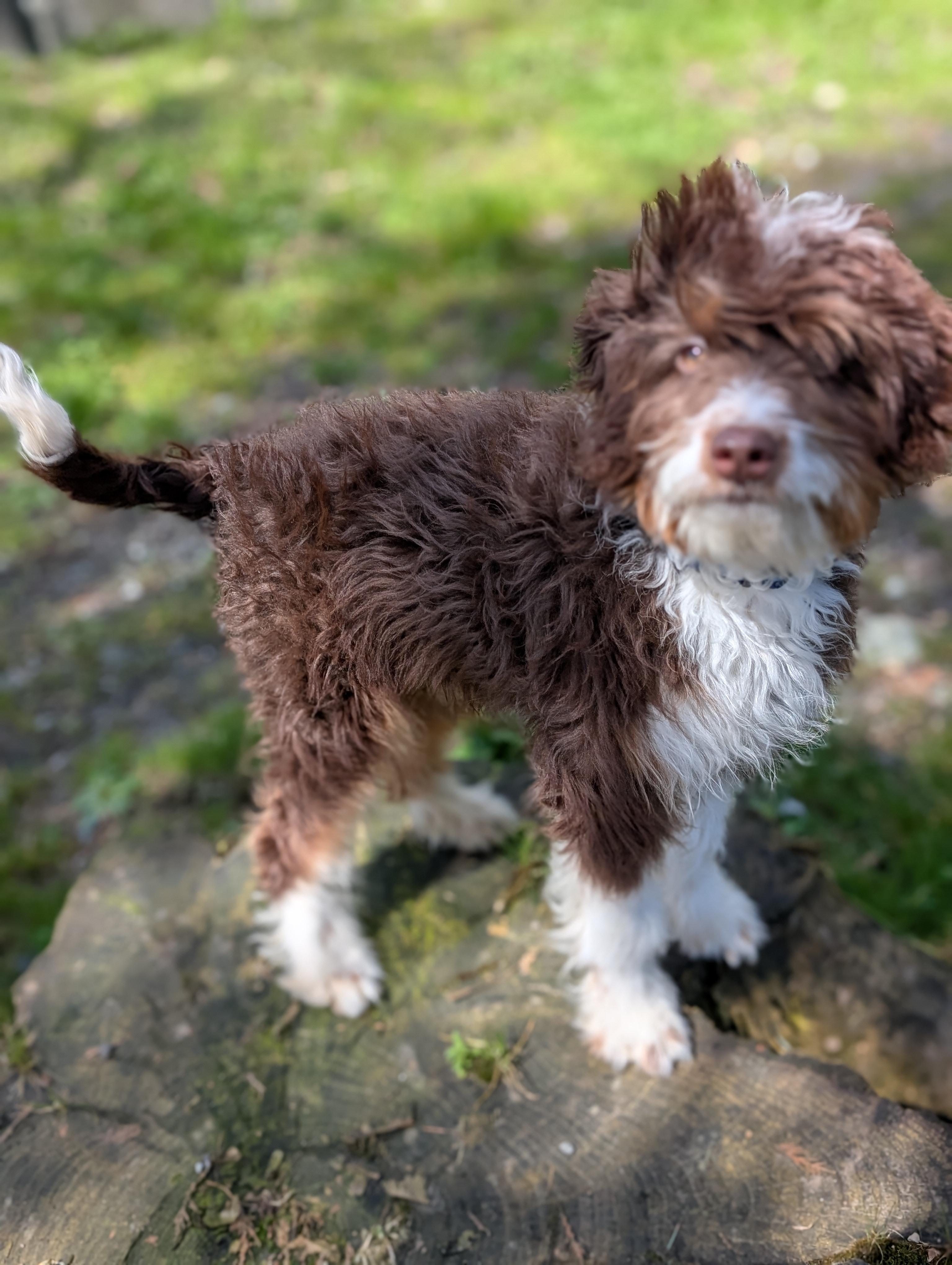 Enlarge Sprite, a ADOPTABLE mixed breed in Coquitlam, BC image 2/3