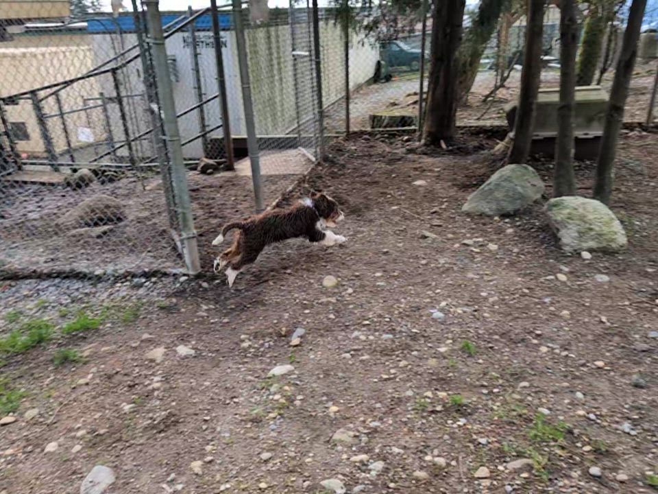 Enlarge Sprite, a ADOPTABLE mixed breed in Coquitlam, BC video 3/3