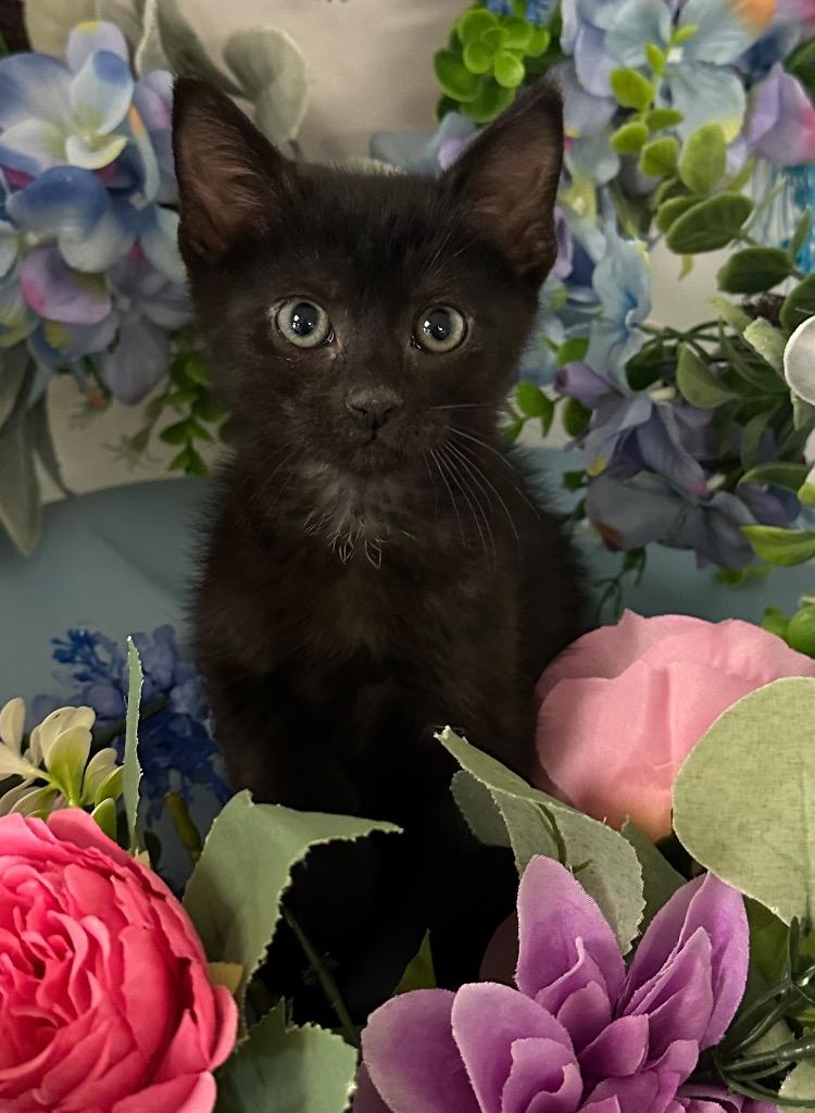 JDub, Adopted, Young Male Domestic Short Hair.