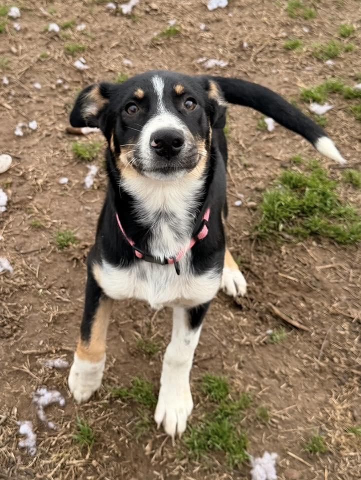 Amethyst, a Adoptable mixed breed in Calera, AL image 3/6