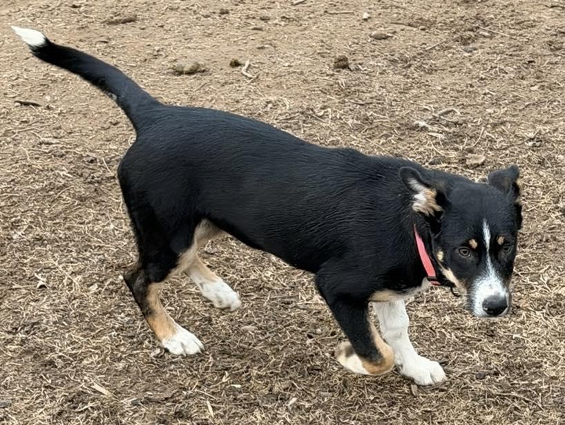 Amethyst, a Adoptable mixed breed in Calera, AL image 2/6