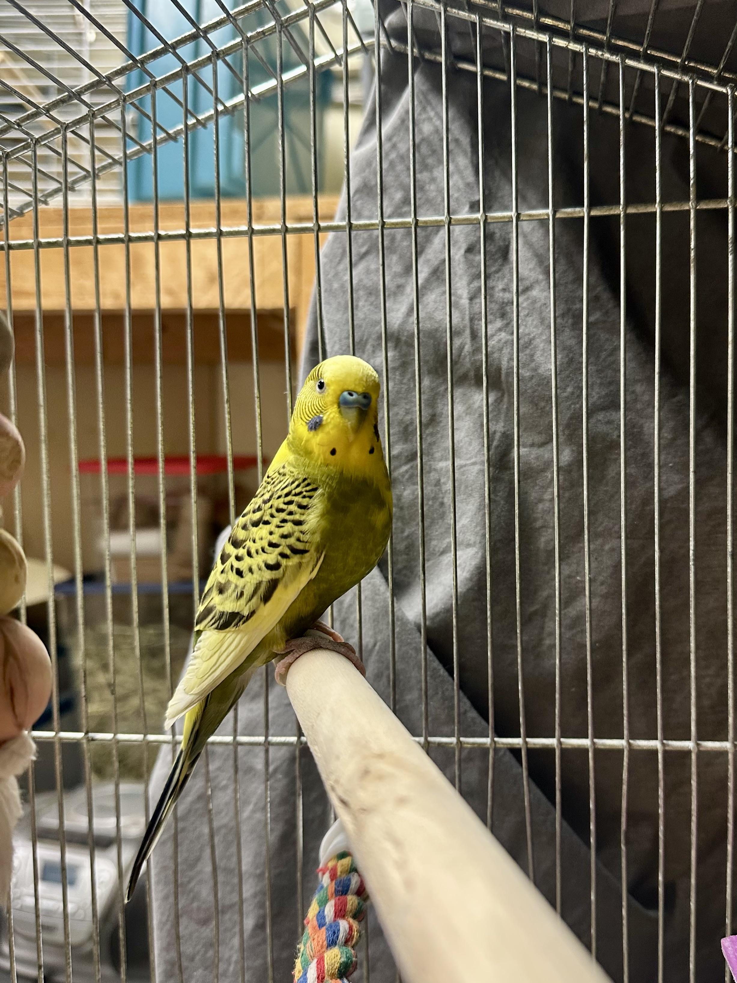 Loop, a ADOPTABLE Parakeet (Other) in Vancouver, BC image 4/5