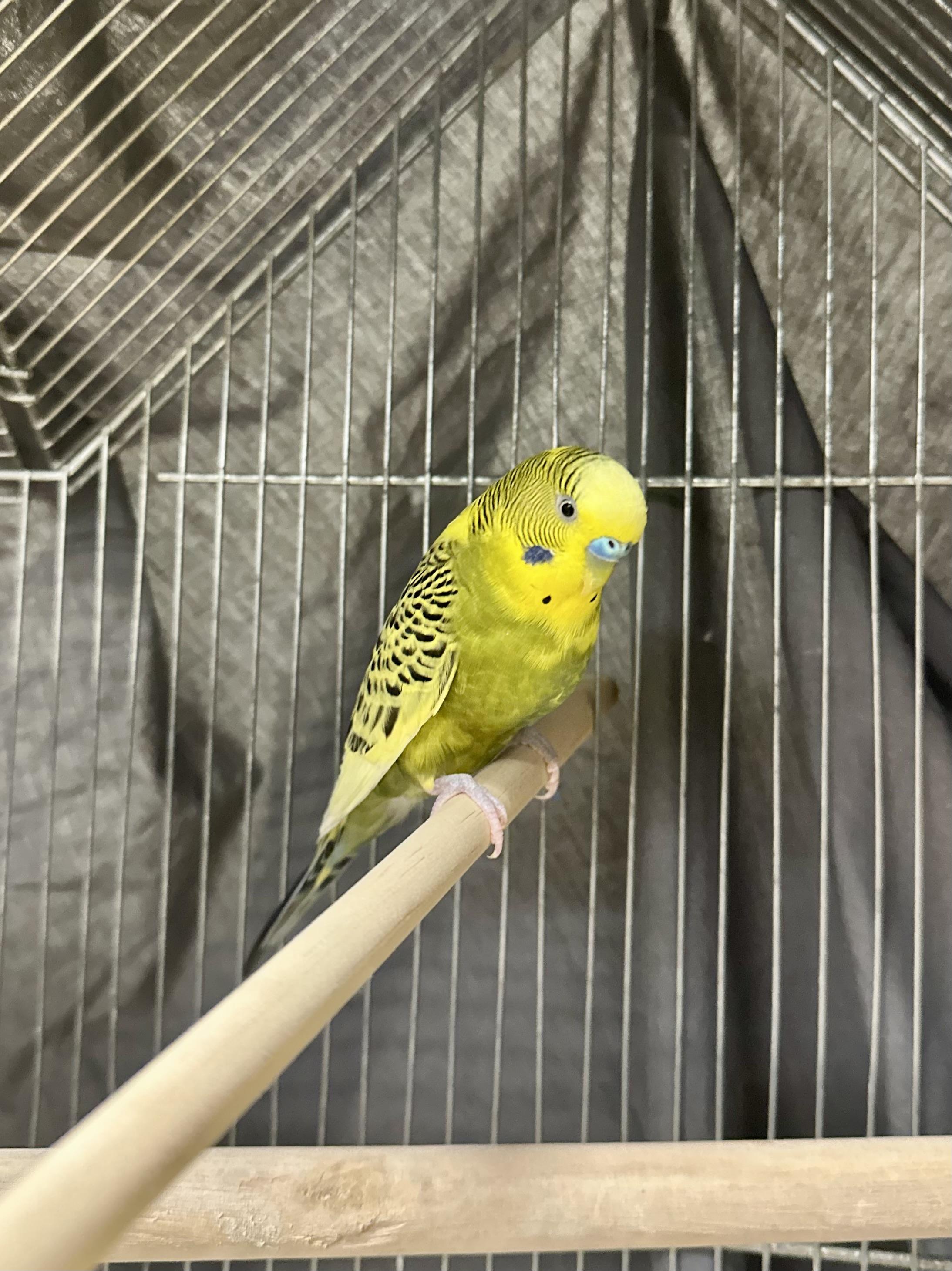 Loop, a ADOPTABLE Parakeet (Other) in Vancouver, BC image 2/5