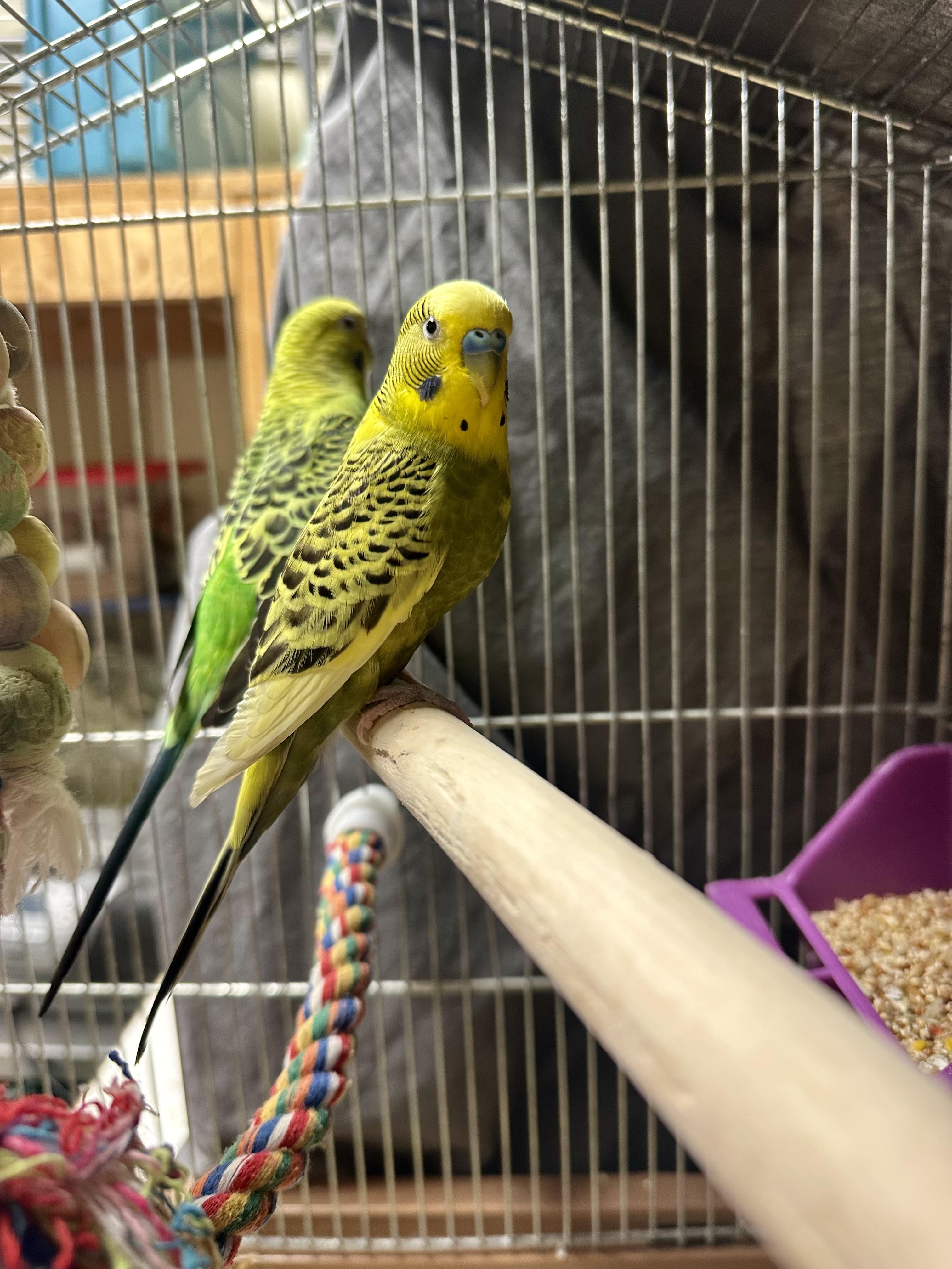 Loop, a ADOPTABLE Parakeet (Other) in Vancouver, BC image 5/5